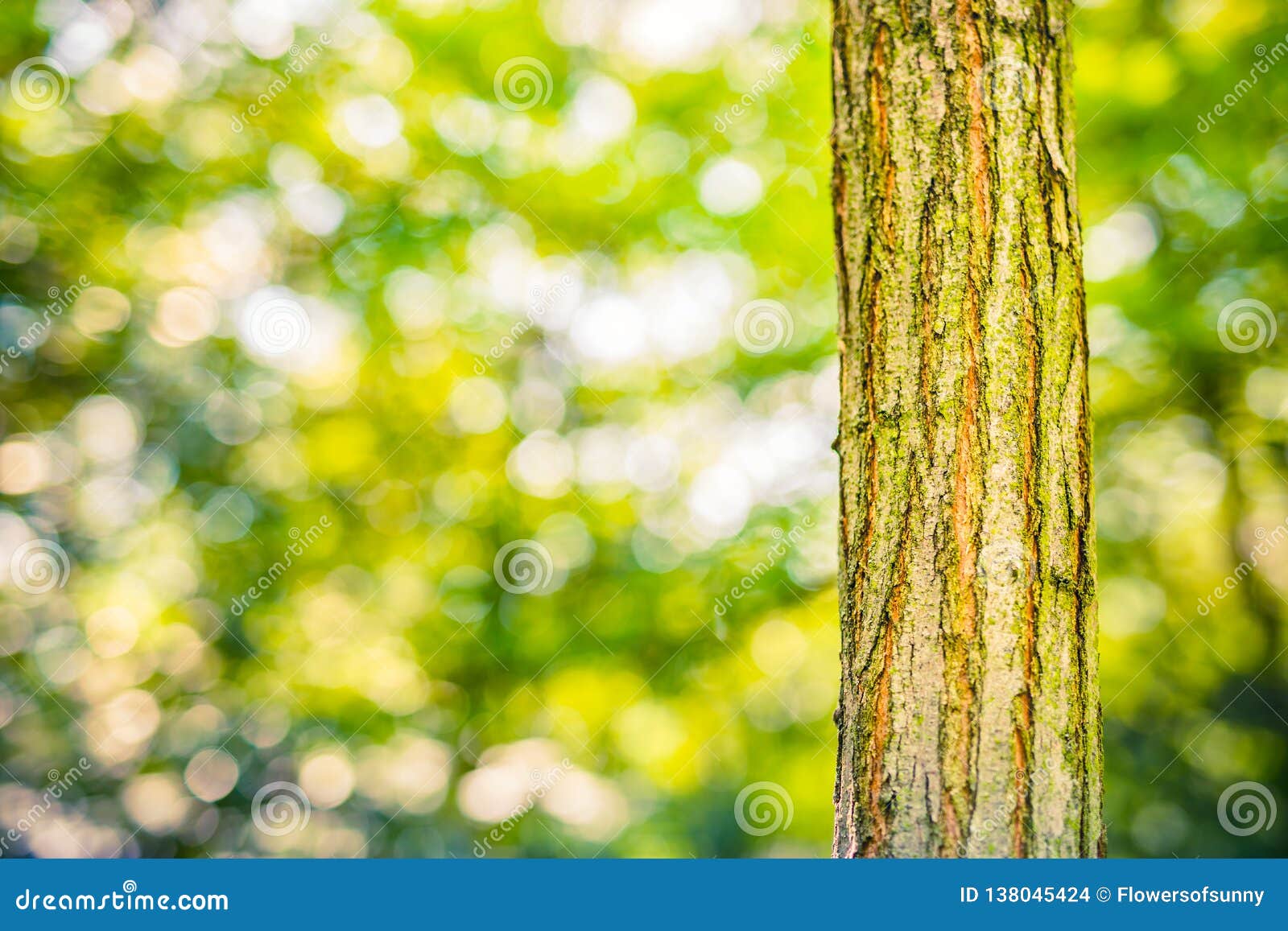 Beautiful Tree Trunk on Blurred Background Stock Photo - Image of close,  color: 138045424