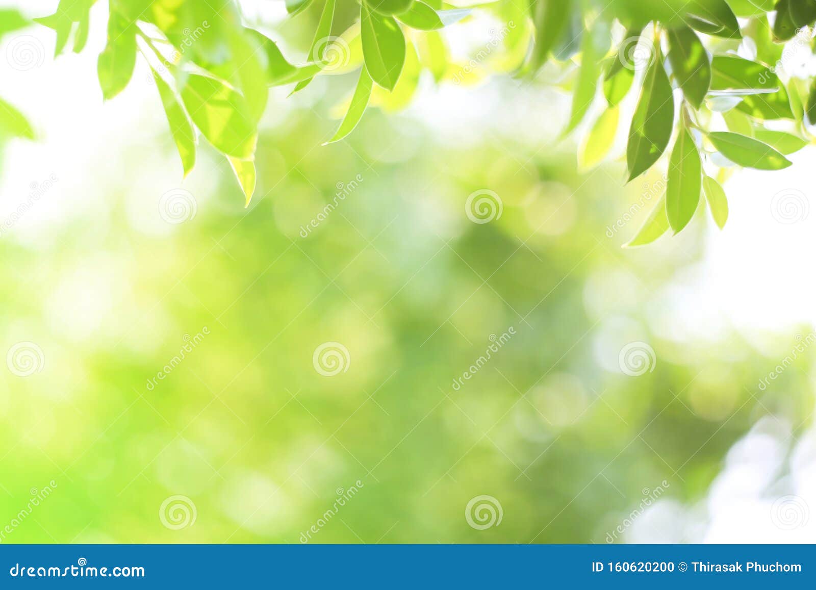 Green Nature Fresh Spring Background Leaf Green in the   Organic Leaves Green and Clean Ecology in Summer Sunlight Pl Stock Photo -  Image of fresh, effect: 160620200