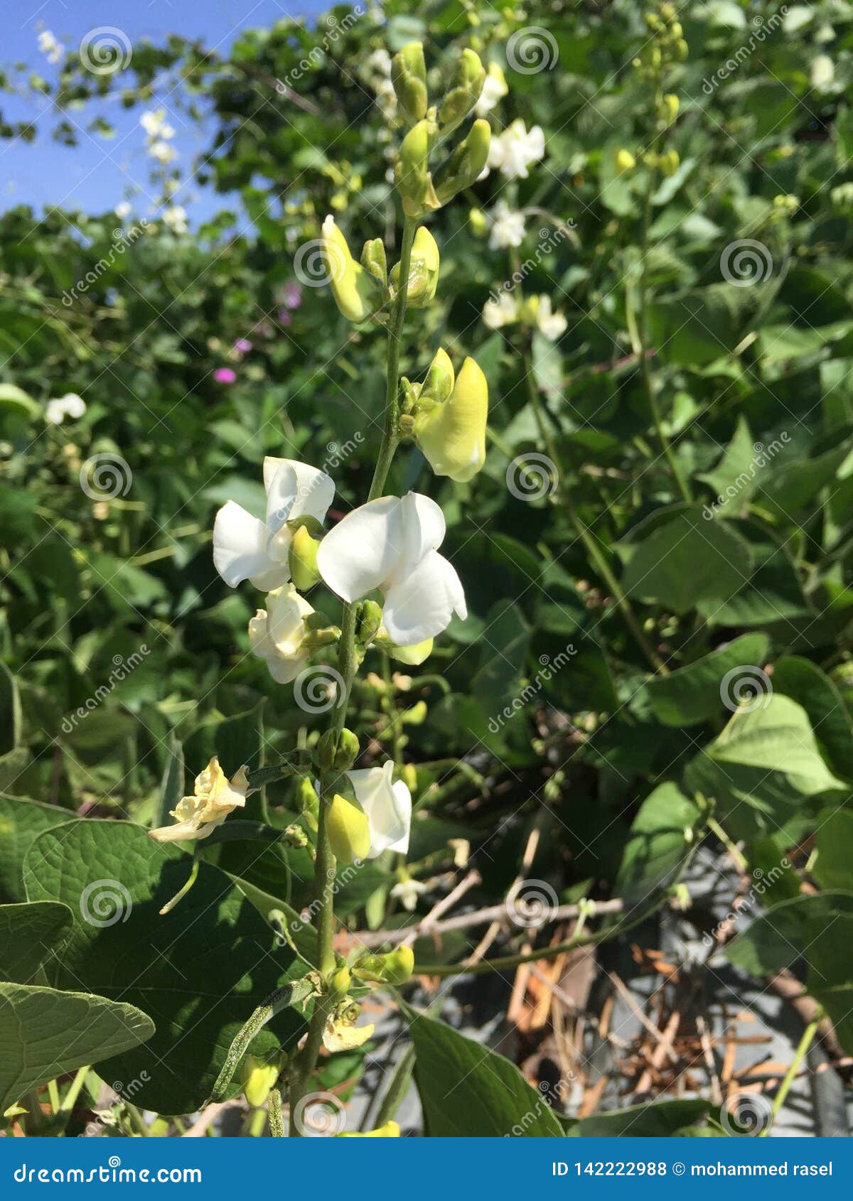 Lima Beans Flower White and Pink Stock Photo Image of flower, green