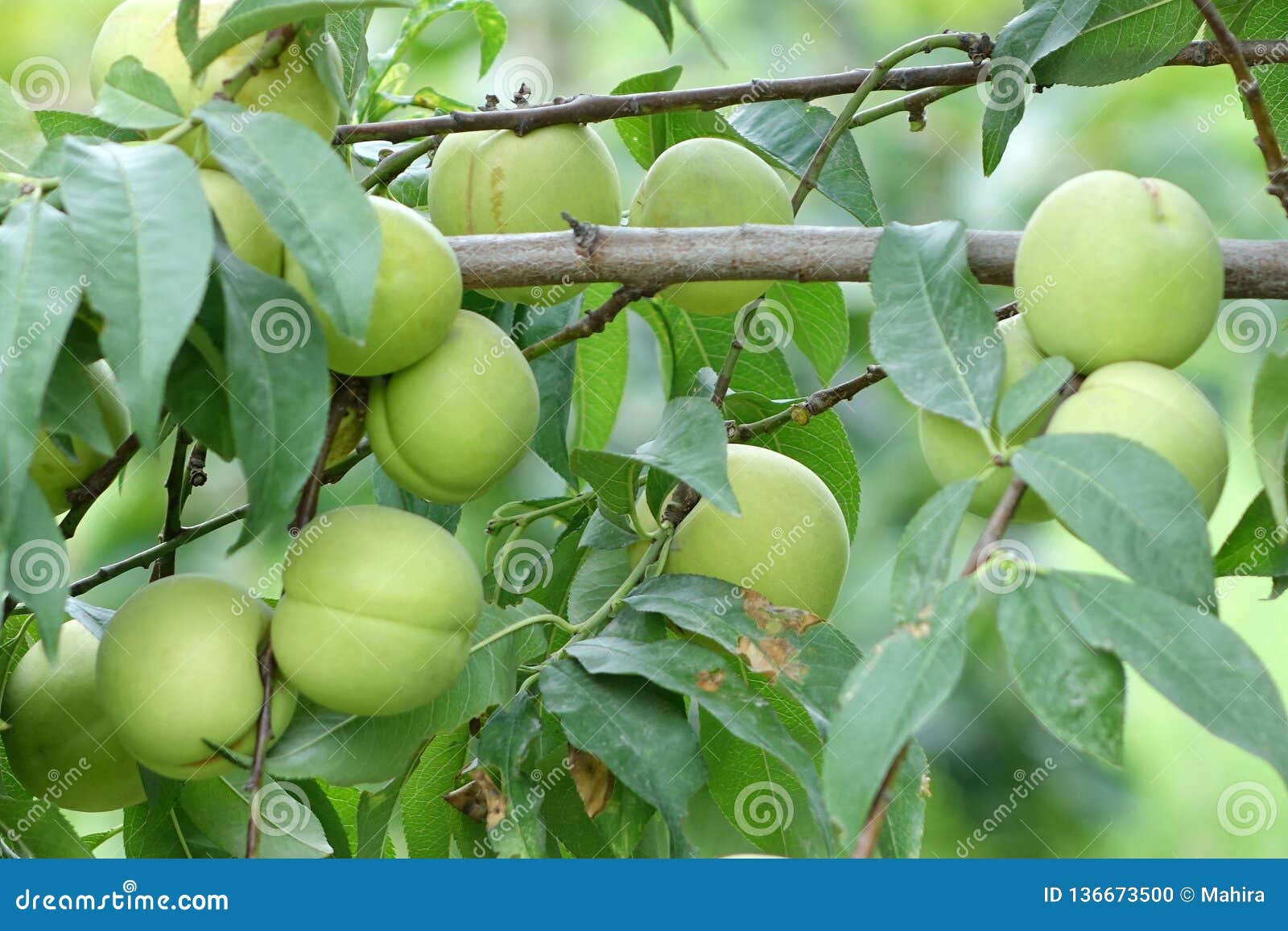 Green Nectarines and Leaves on Branches Stock Photo Image of