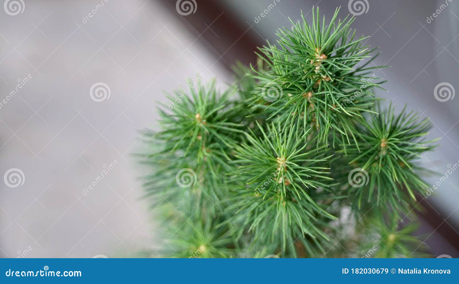 Green Needle of Christmas Tree, Close Up Stock Image Image of foliage