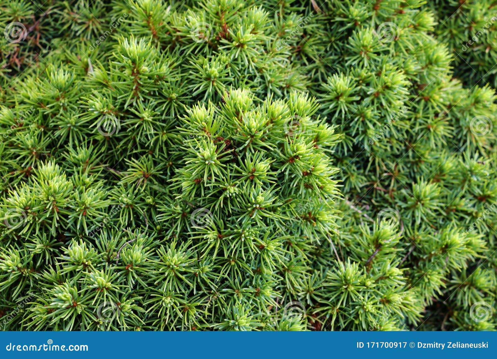 Green Needle Pine Tree in the Spring, Park Stock Image Image of green