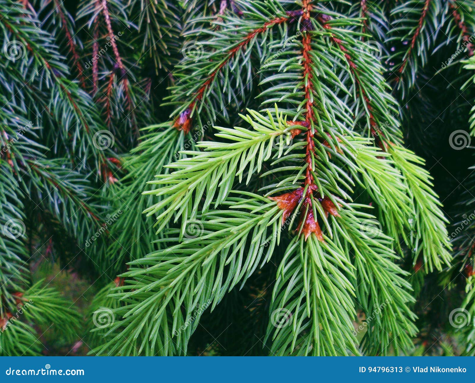 Green Needles of Christmas Trees, Spring 2017 Stock Image Image of