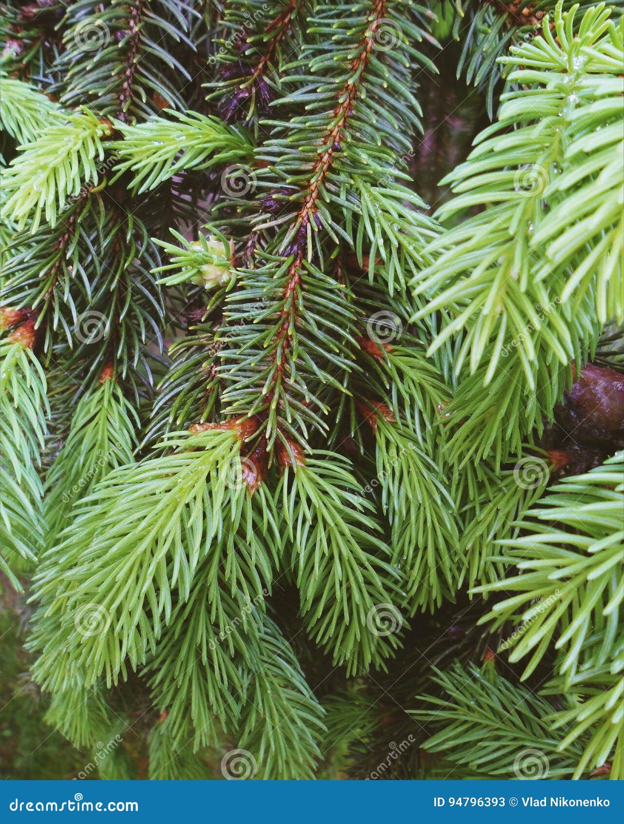Green Needles of Christmas Trees, Spring 2017 Stock Image Image of