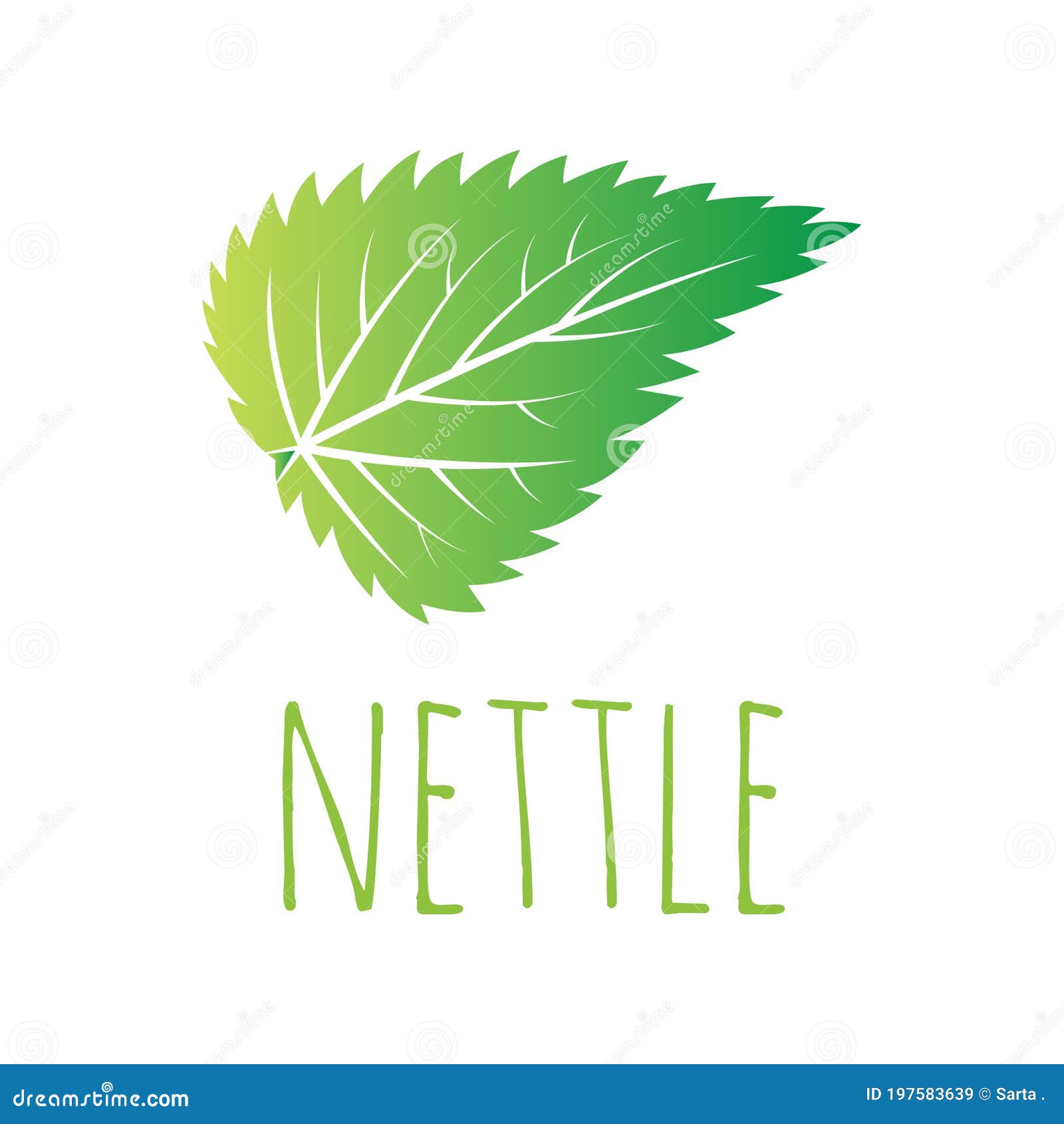 Nettle Leaf Urtica Dioica Or Stinging Nettle, Isolated On White