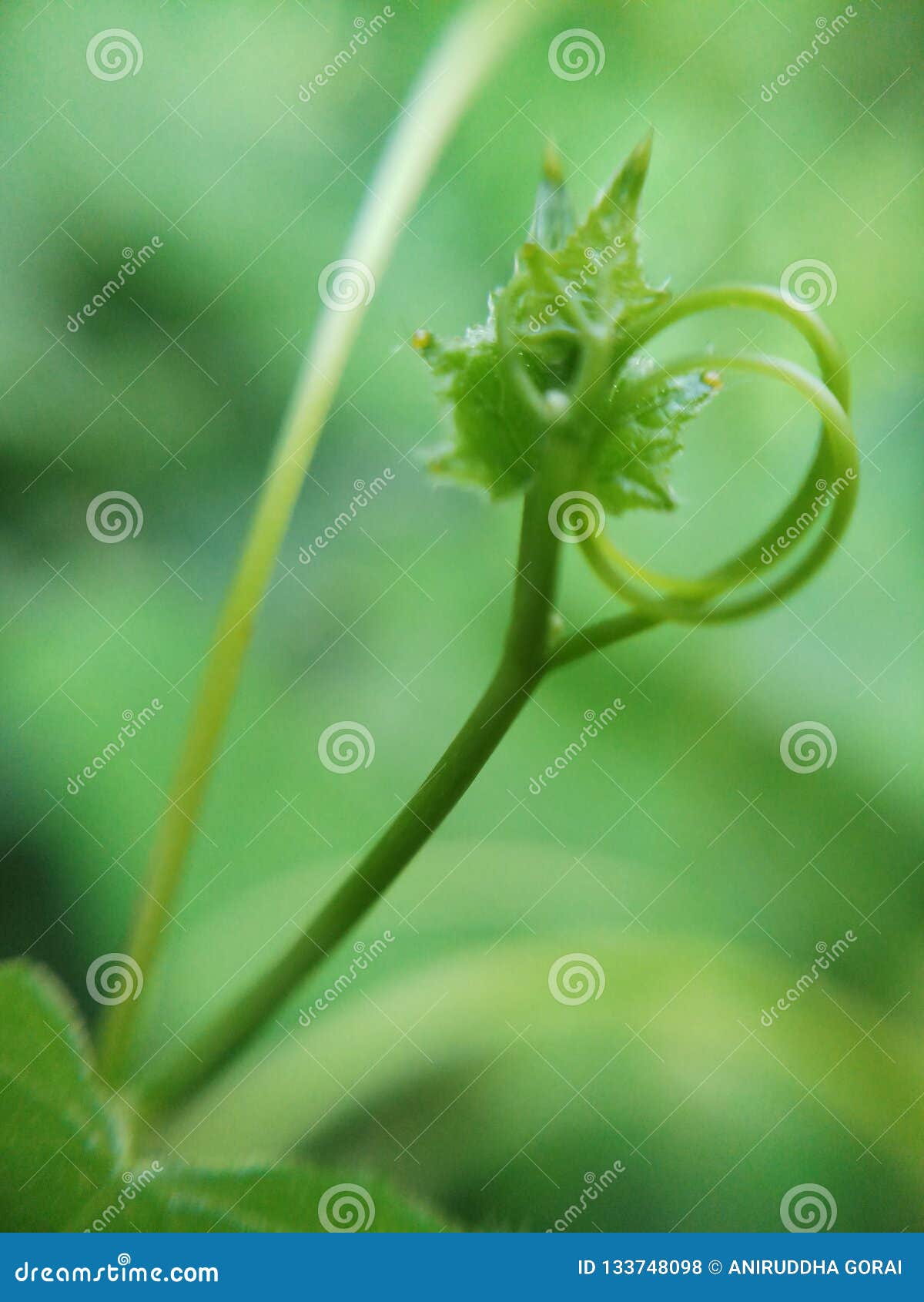 Quicken Leaf Stock Photos Free & RoyaltyFree Stock Photos from