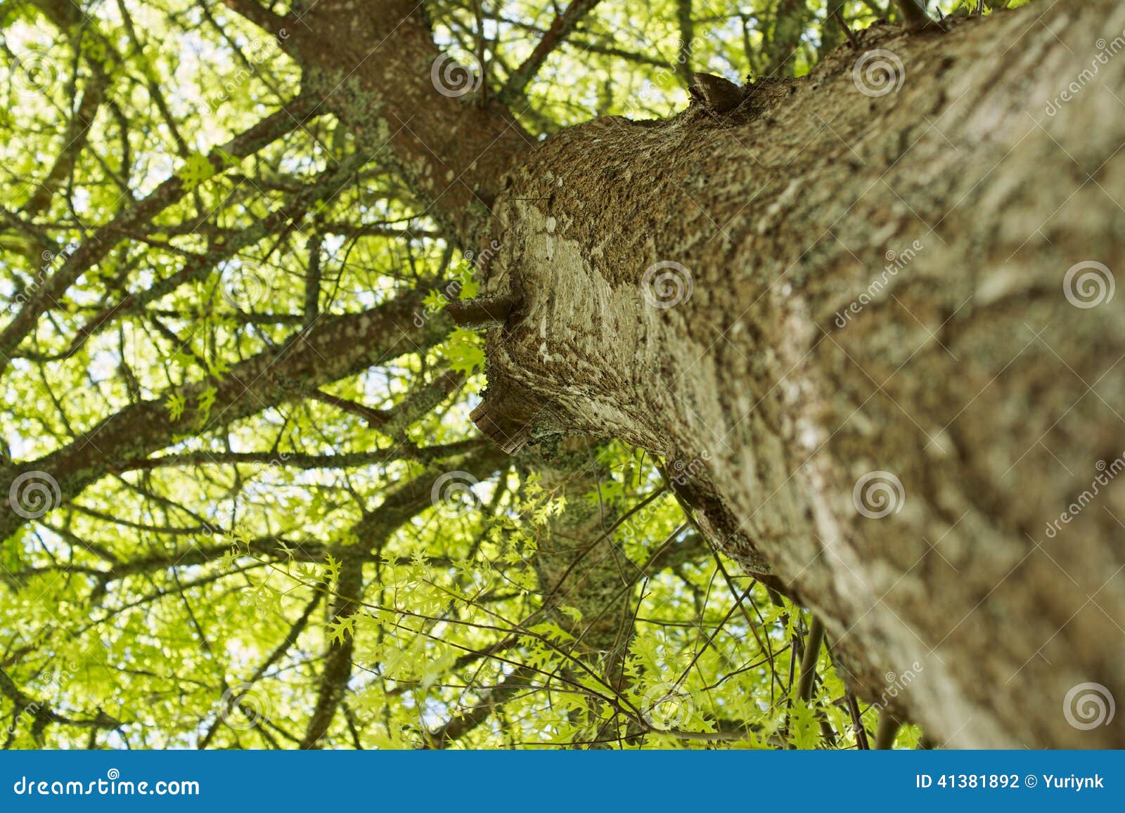 The green oak stock photo. Image of branchy, outdoor 41381892