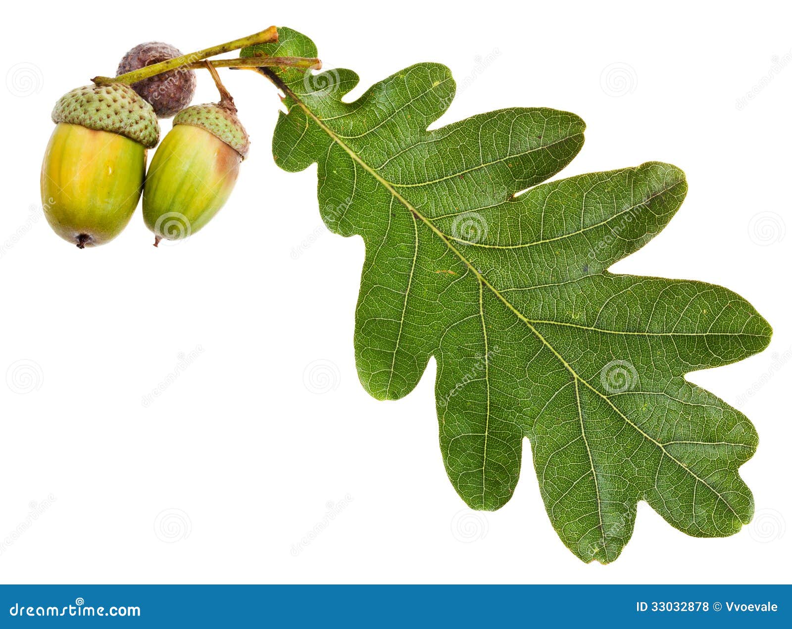 oak leaves and acorns