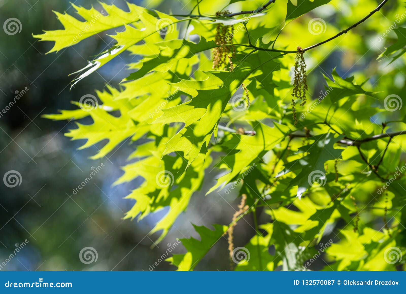 Green oak leaves stock image. Image of outdoors, close 132570087