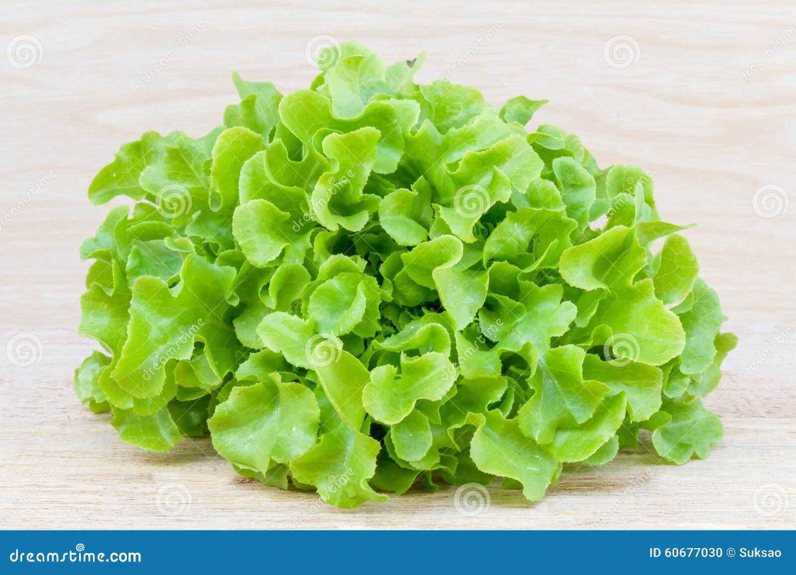 Green Oak Lettuce stock photo. Image of life, green, freshness 60677030