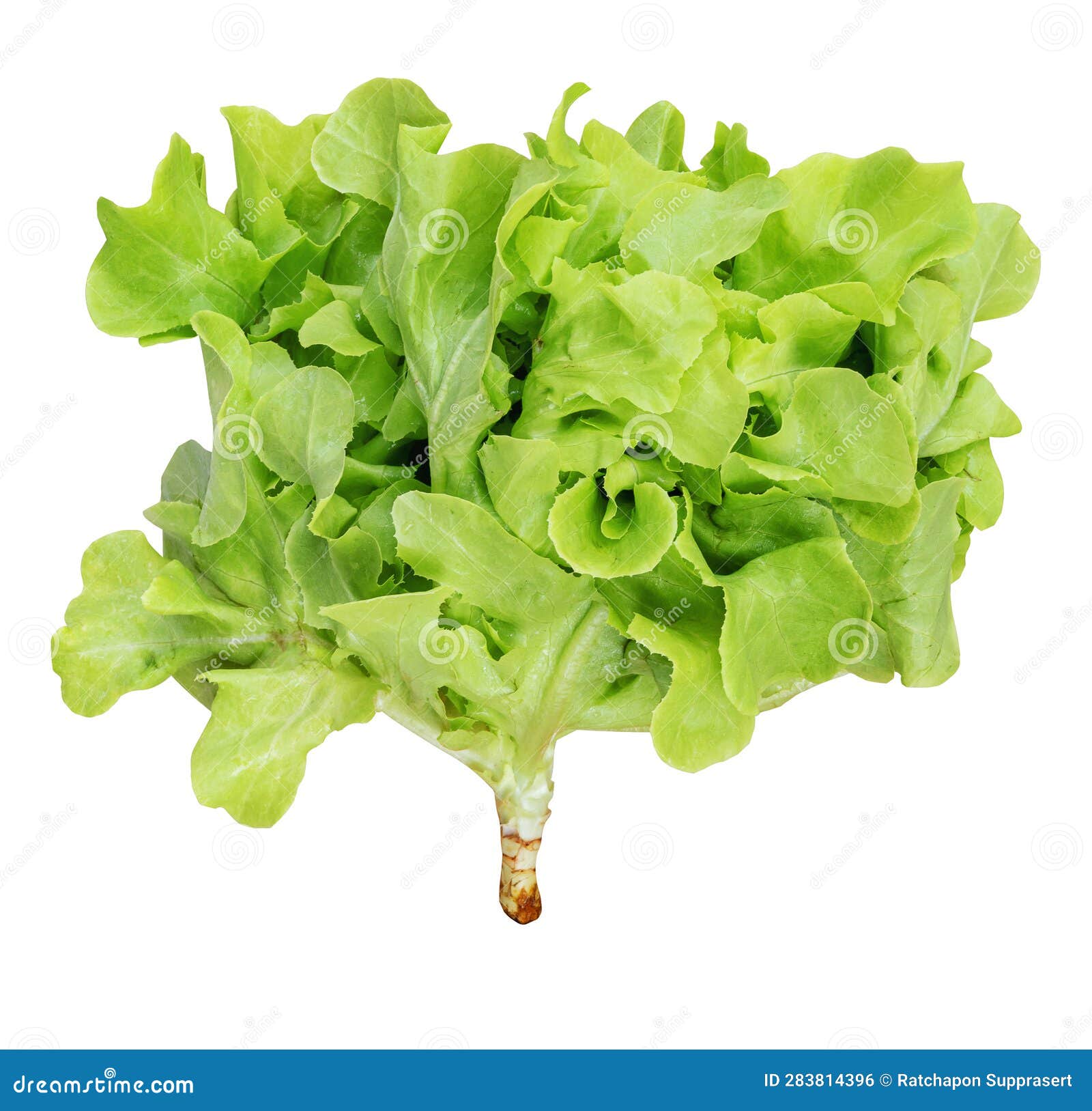 Green Oak Lettuce Vegetable Isolated on White Background with Clipping