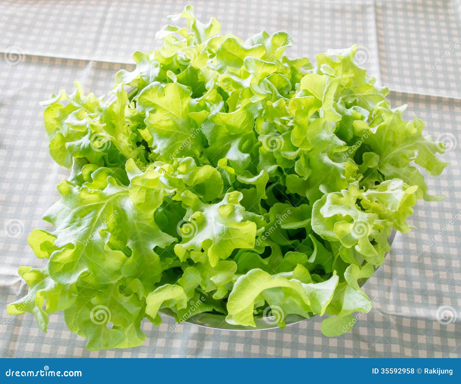 Green Oak salad leaves stock photo. Image of grow, hydroponics 35592958