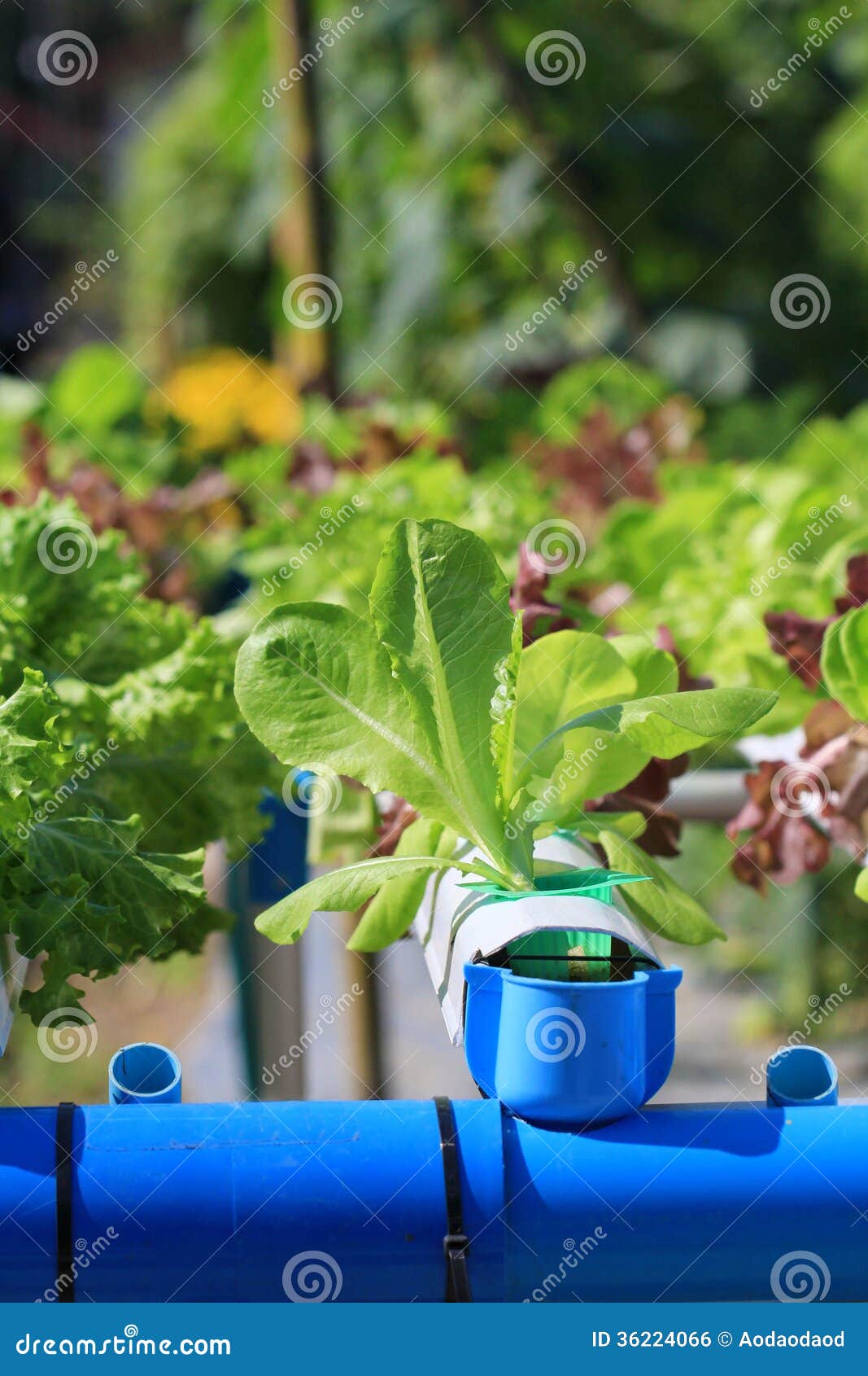 Green oak stock photo. Image of good, culture, fried 36224066