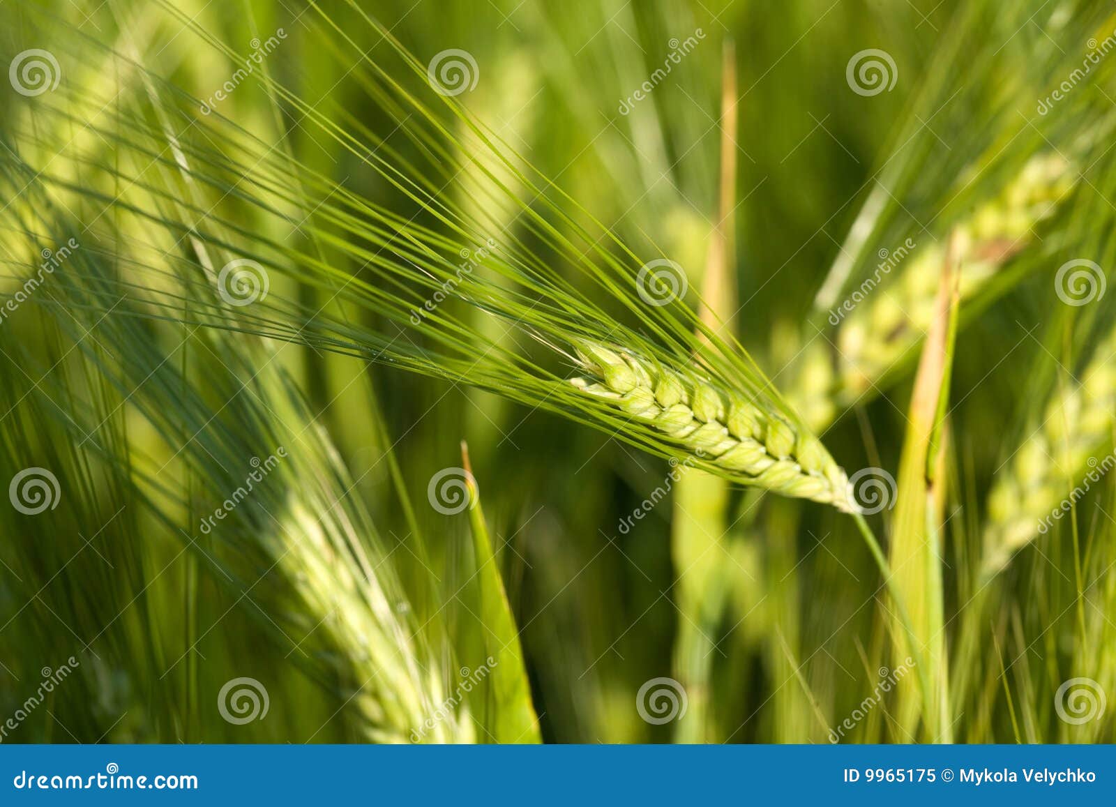 Green oats stock image. Image of growth, summer, rural 9965175