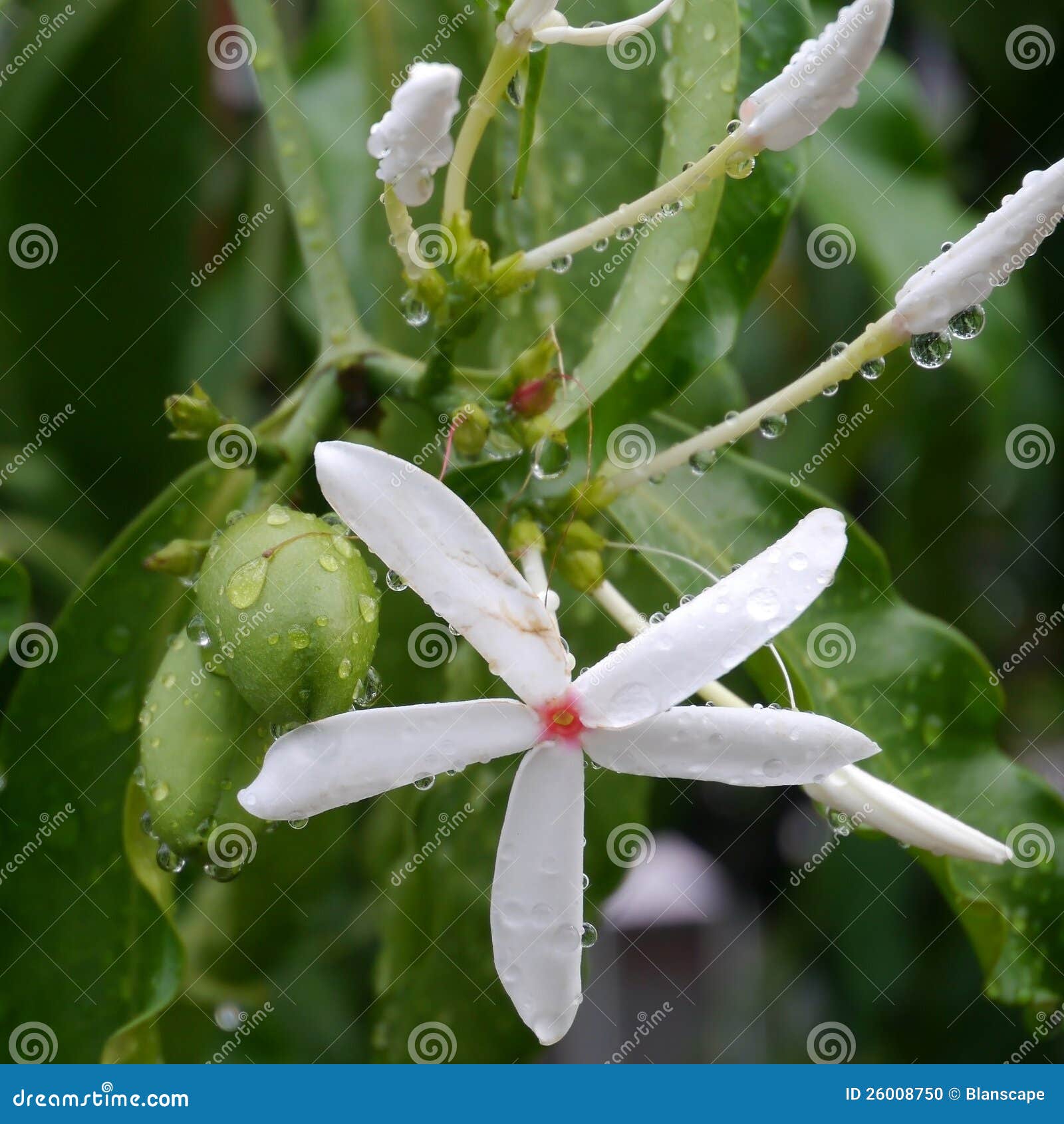 Green Olive Flowers and Fruits Covered by Dew Stock Photo Image of