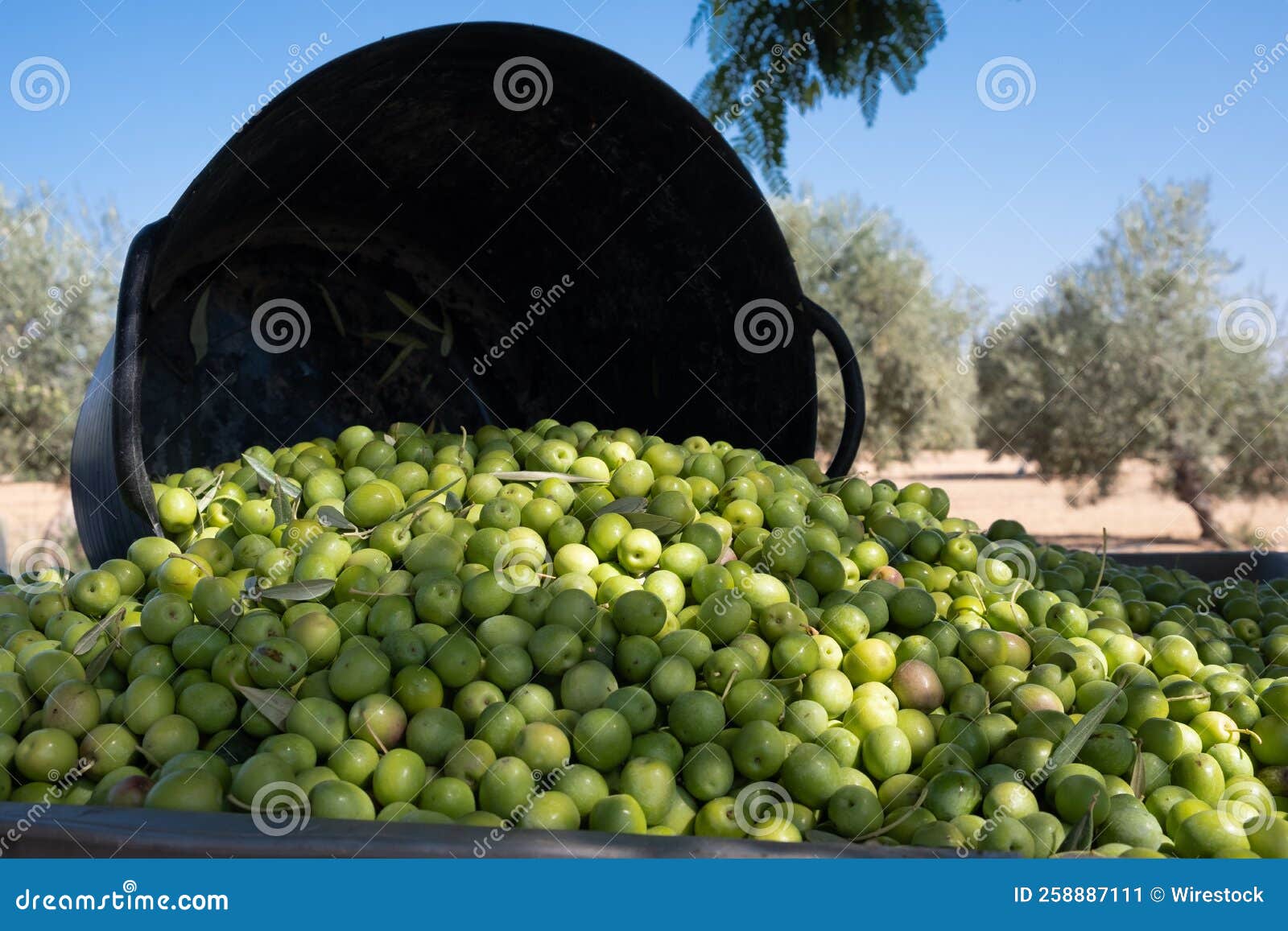 Green Olive Harvest in a Plastic Bucket Stock Image Image of rural
