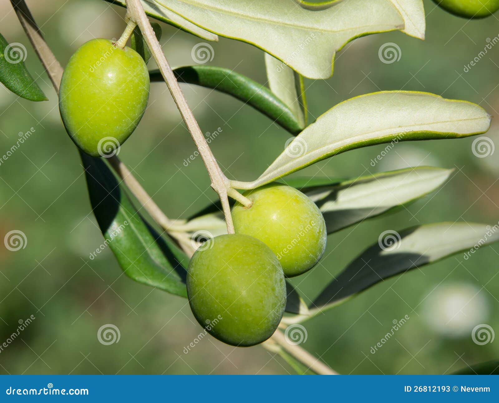 Green olives stock image. Image of agriculture, food 26812193