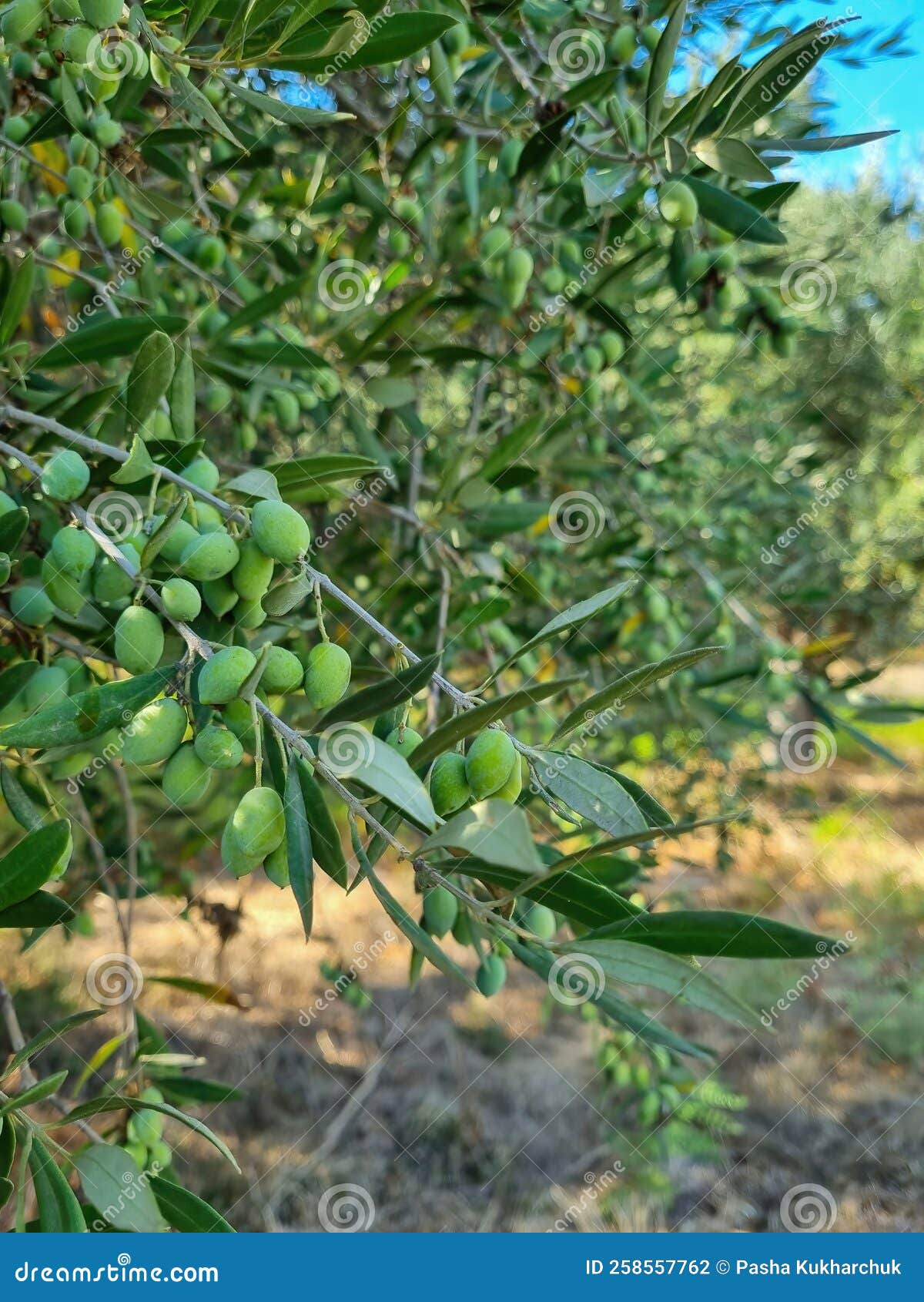 Green Olives Closeup. Olives Growing on a Tree Stock Photo Image of