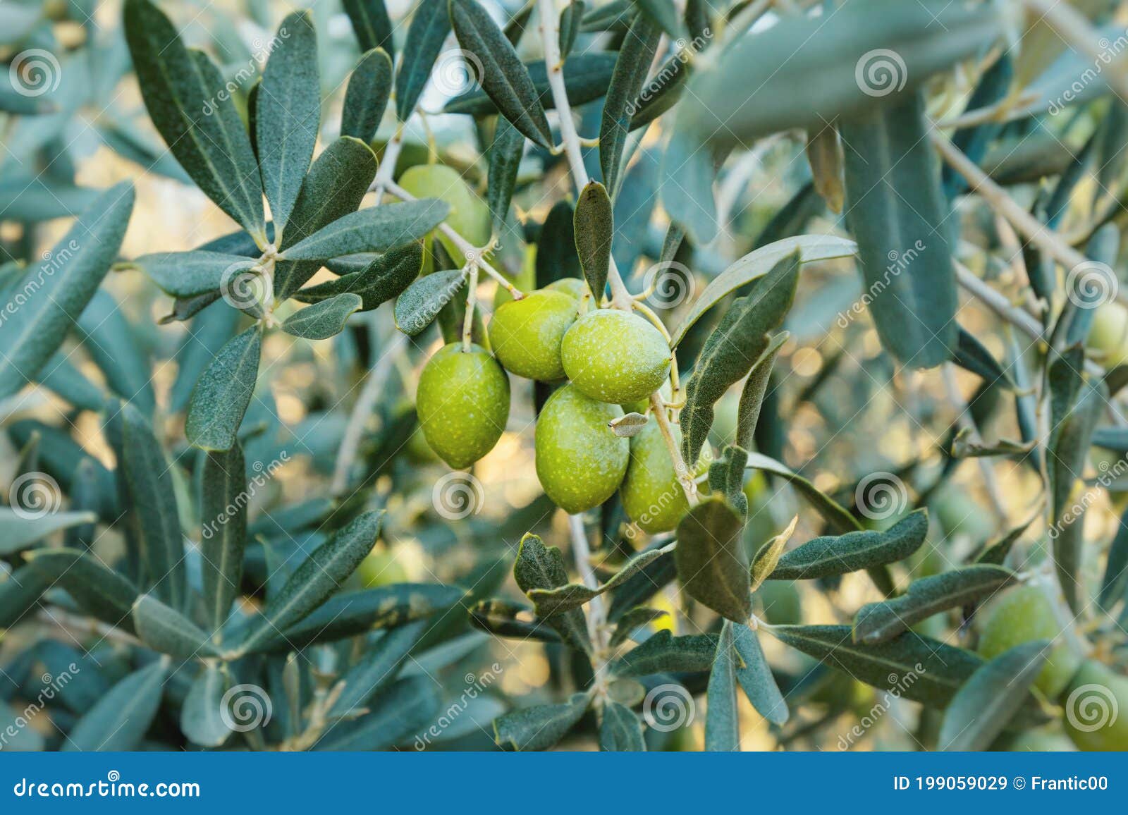 Olives Grow on the Branch of a Young Olive Tree on the Farm