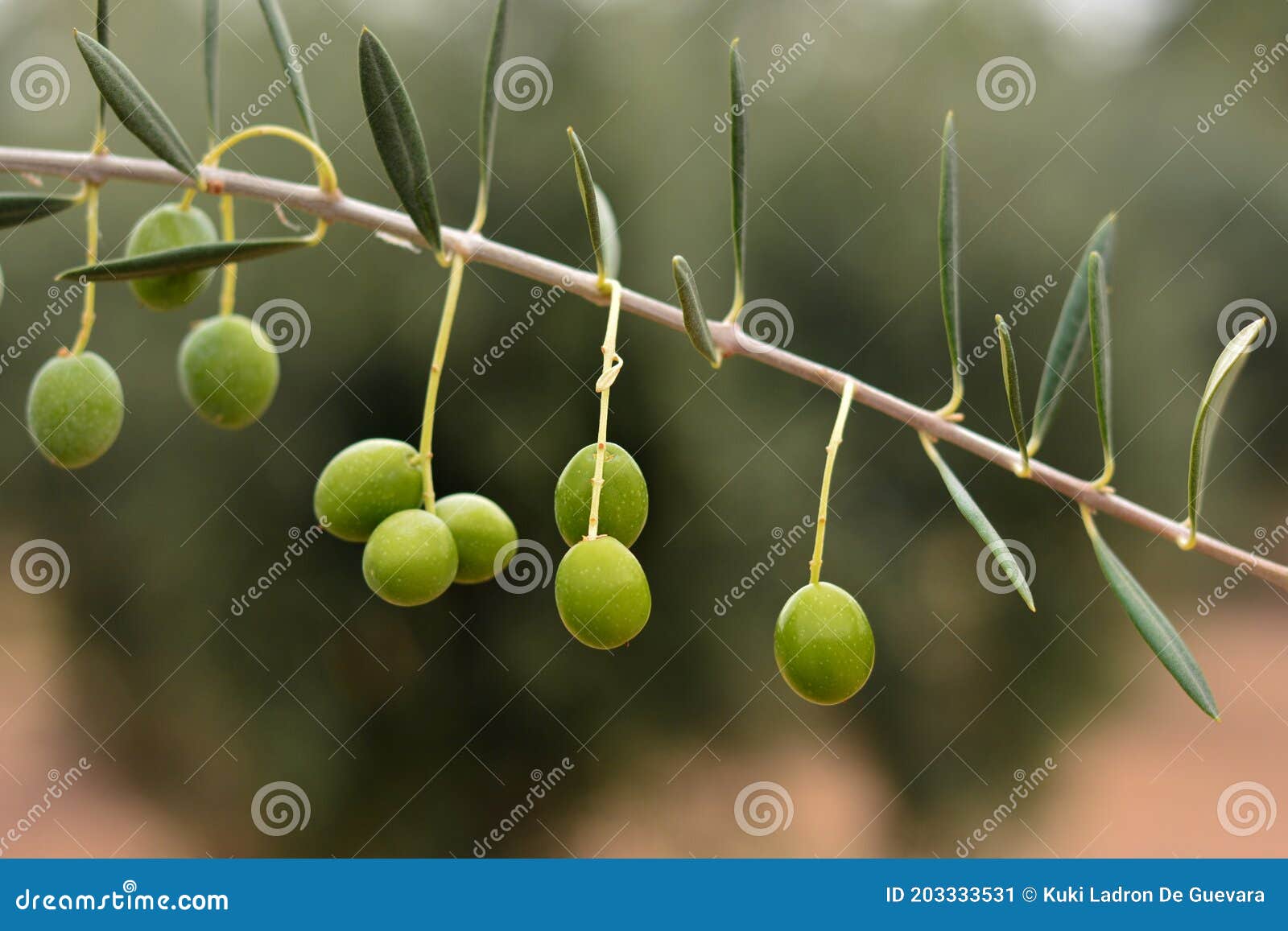 olives hanging from an olive branch