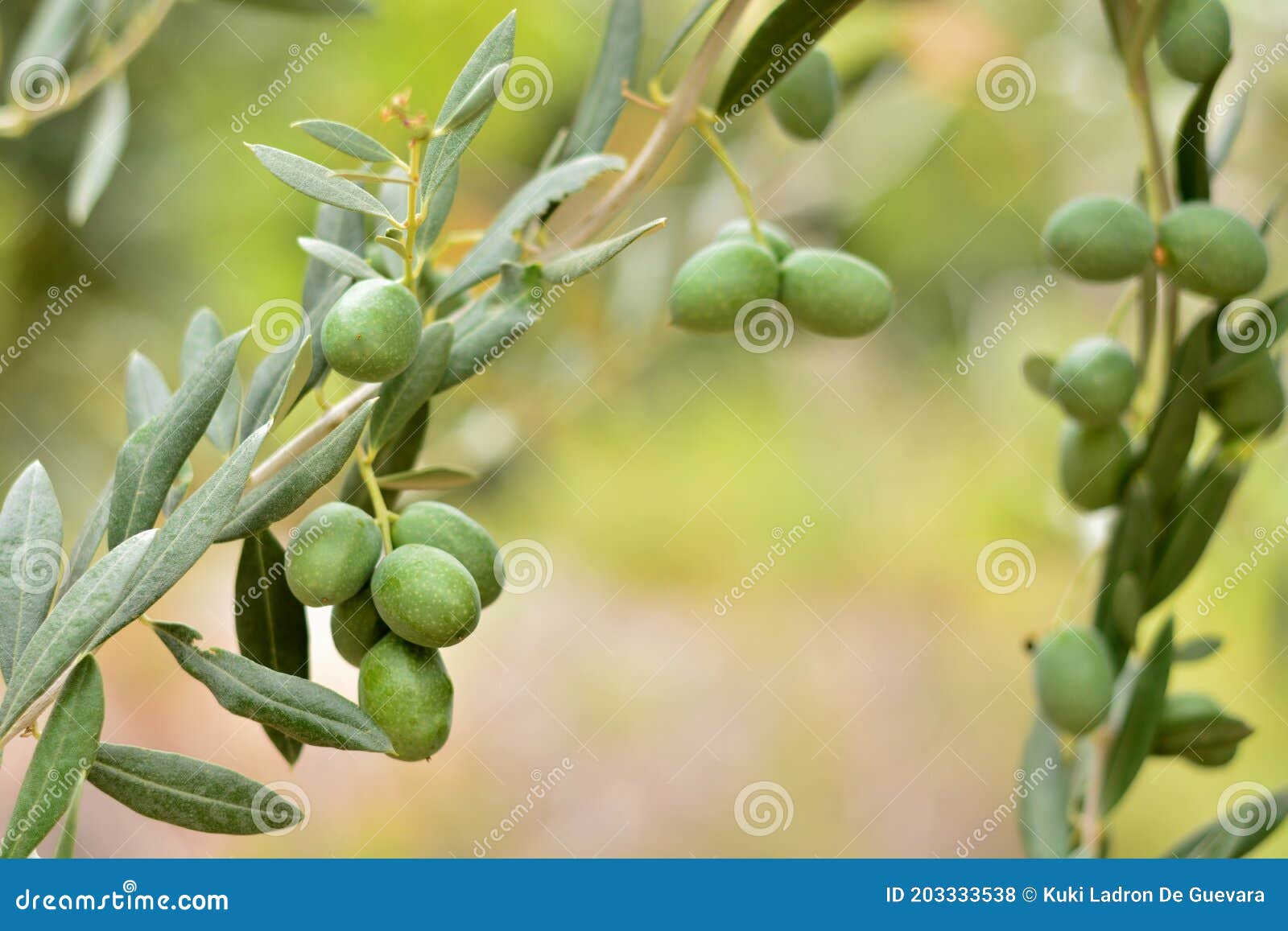olives hanging from an olive branch