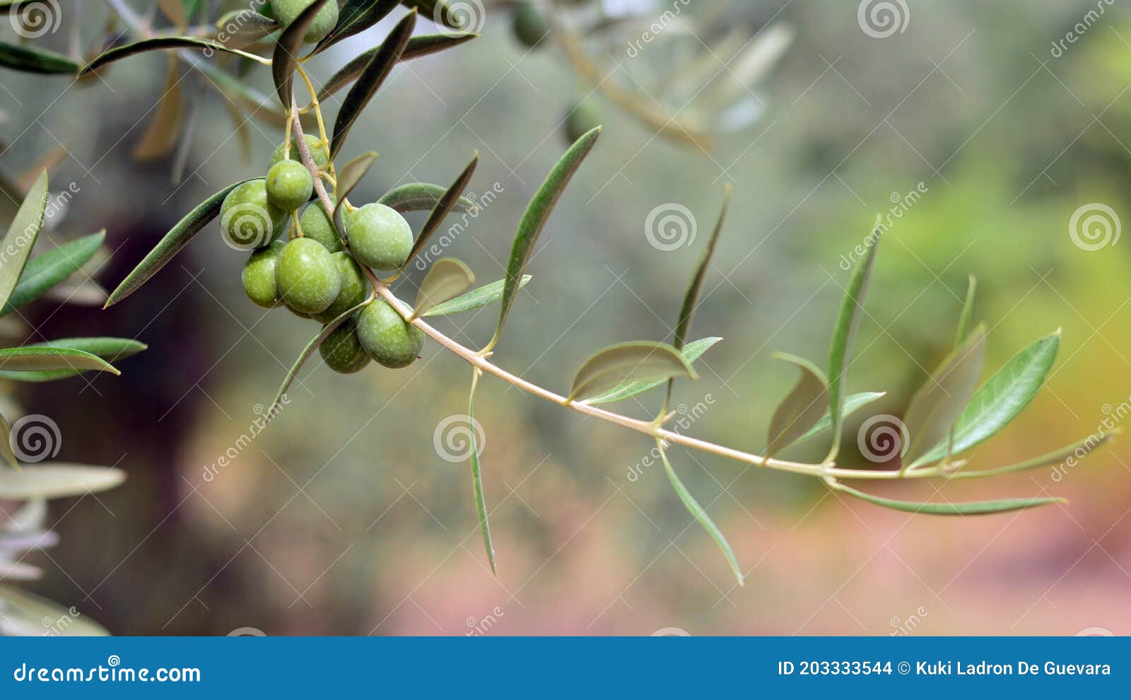 olives hanging from an olive branch