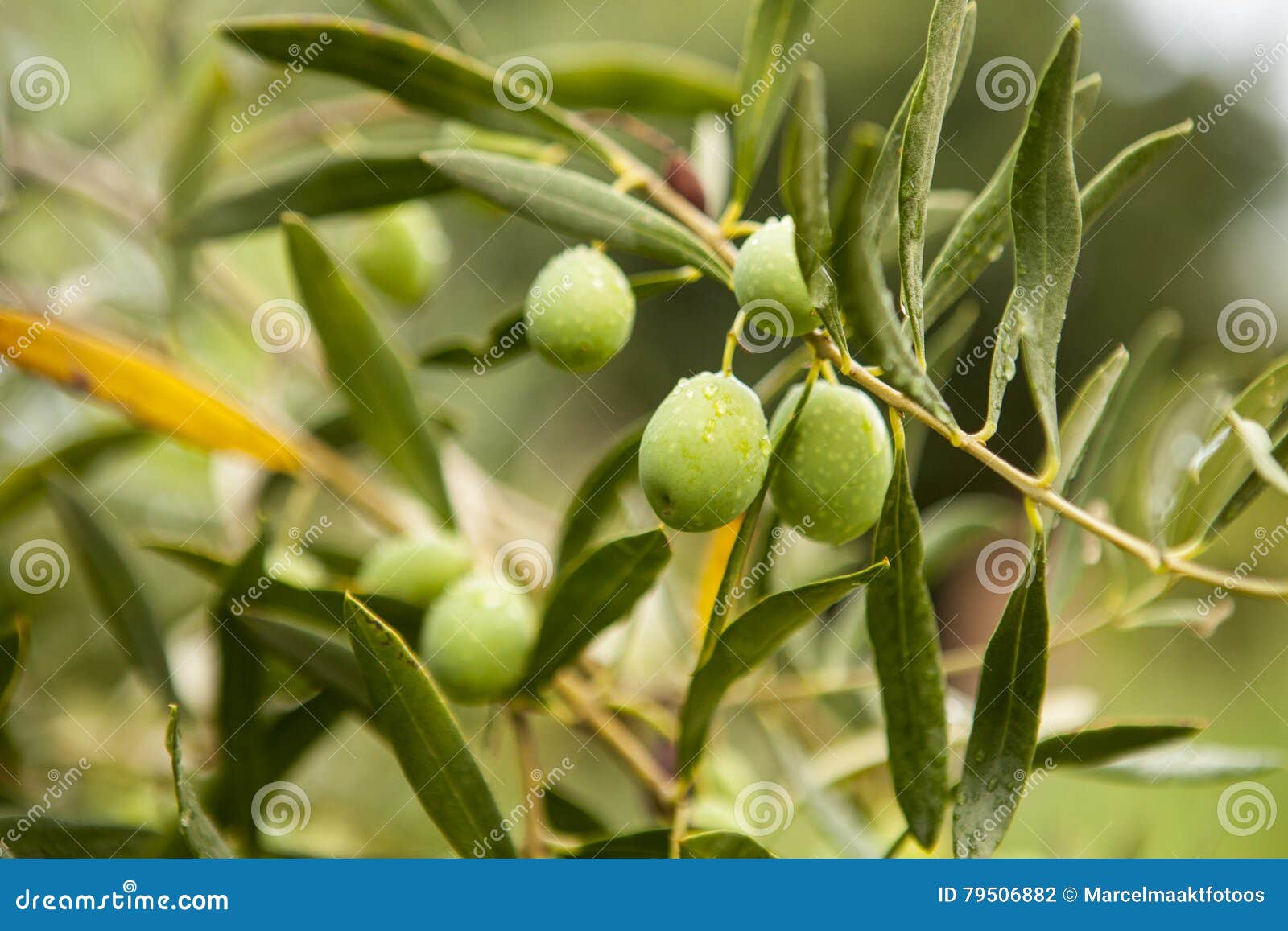 Green olives stock photo. Image of spain, healthy, mediterrenean 79506882