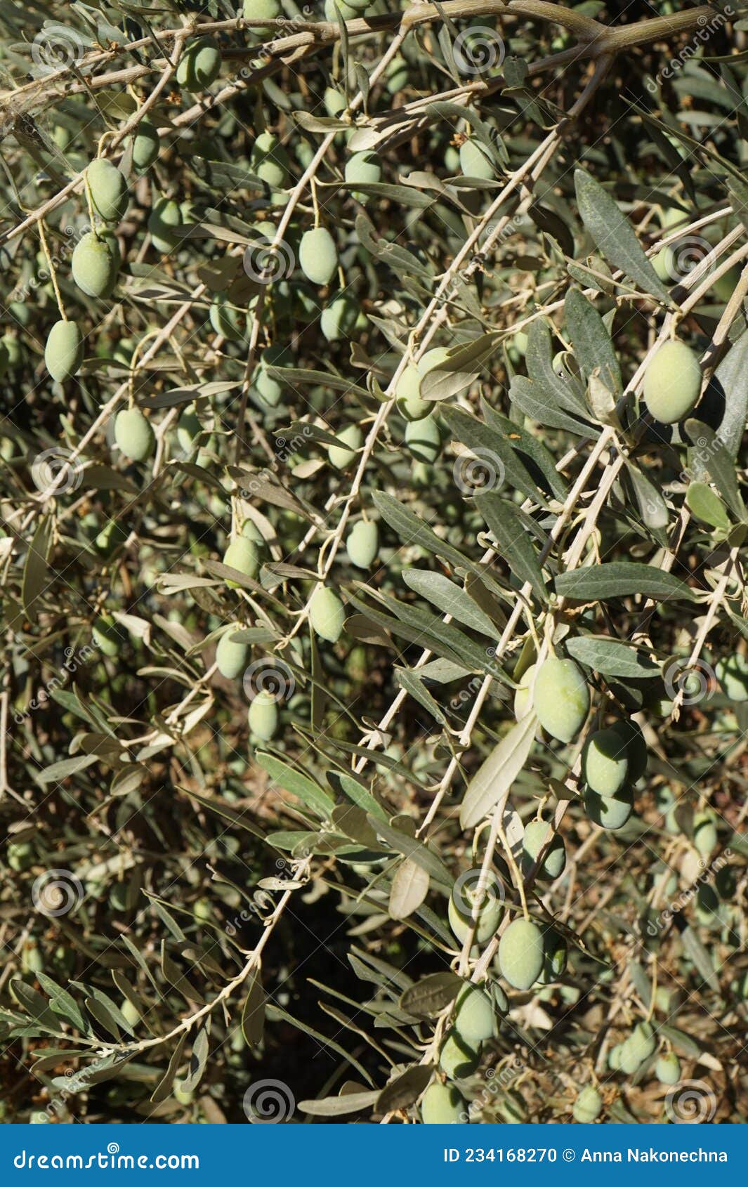 Green Olives Ripen on the Olive Tree. Stock Photo Image of abstract