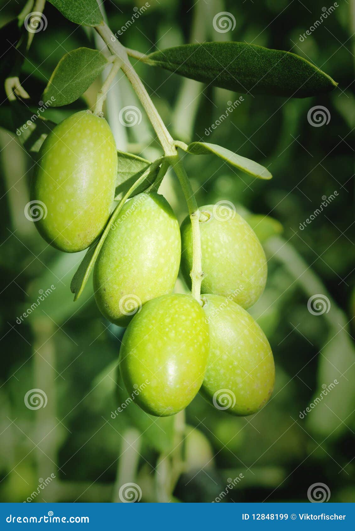Green olives on a tree stock image. Image of branch, vegetable 12848199