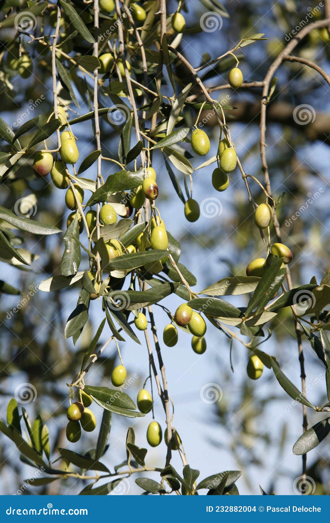 Daily life stock photo. Image of olives, life, nature 232882004