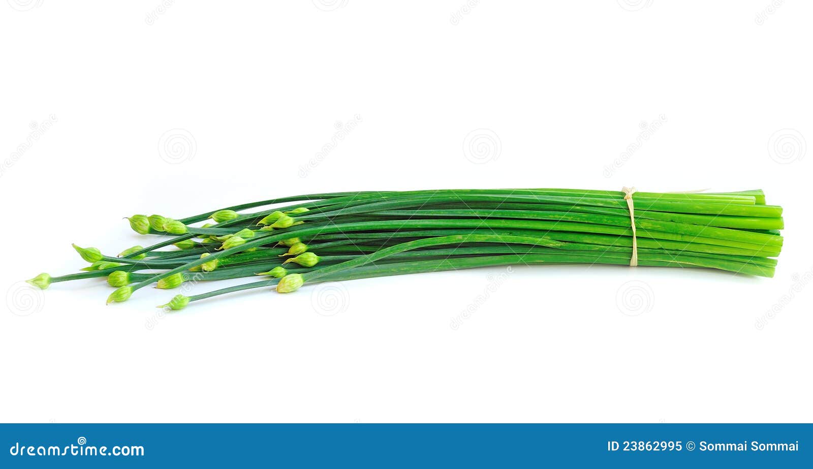 Green onion (Chive) stock image. Image of chive, agriculture 23862995