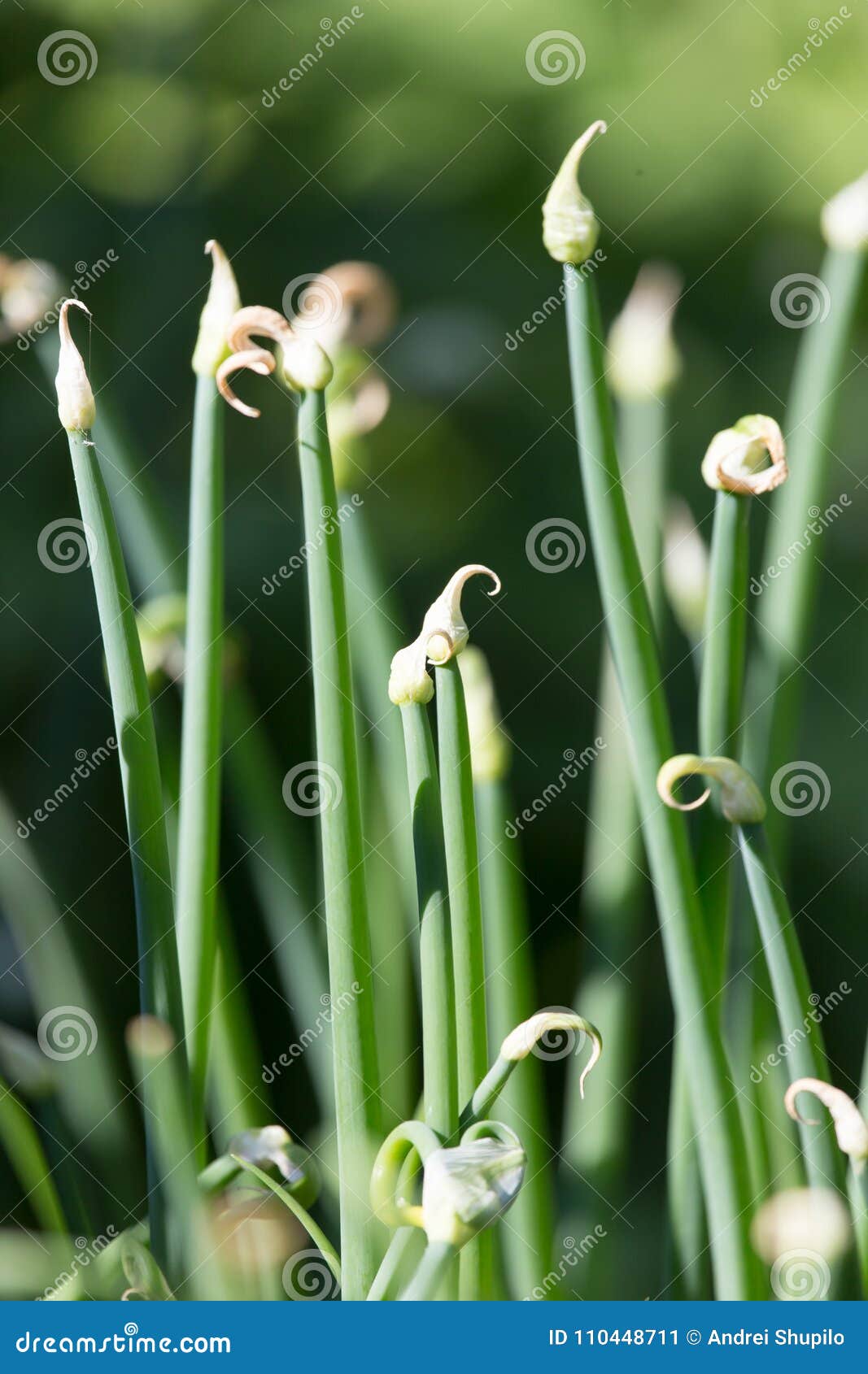 Green Onion Flowers in Nature Stock Image Image of salad, grow 110448711