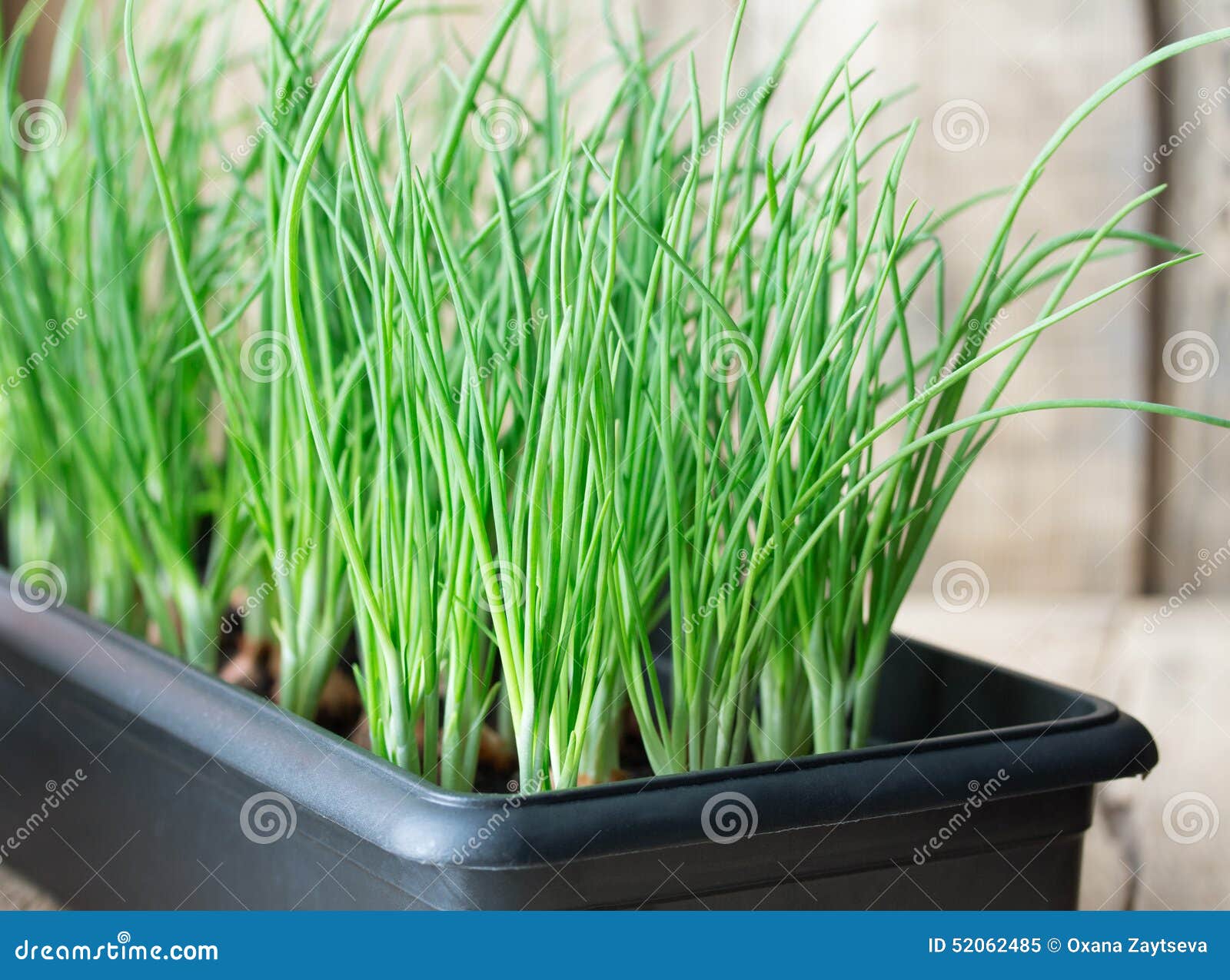 Шнитт Лук В Горшке фото 19