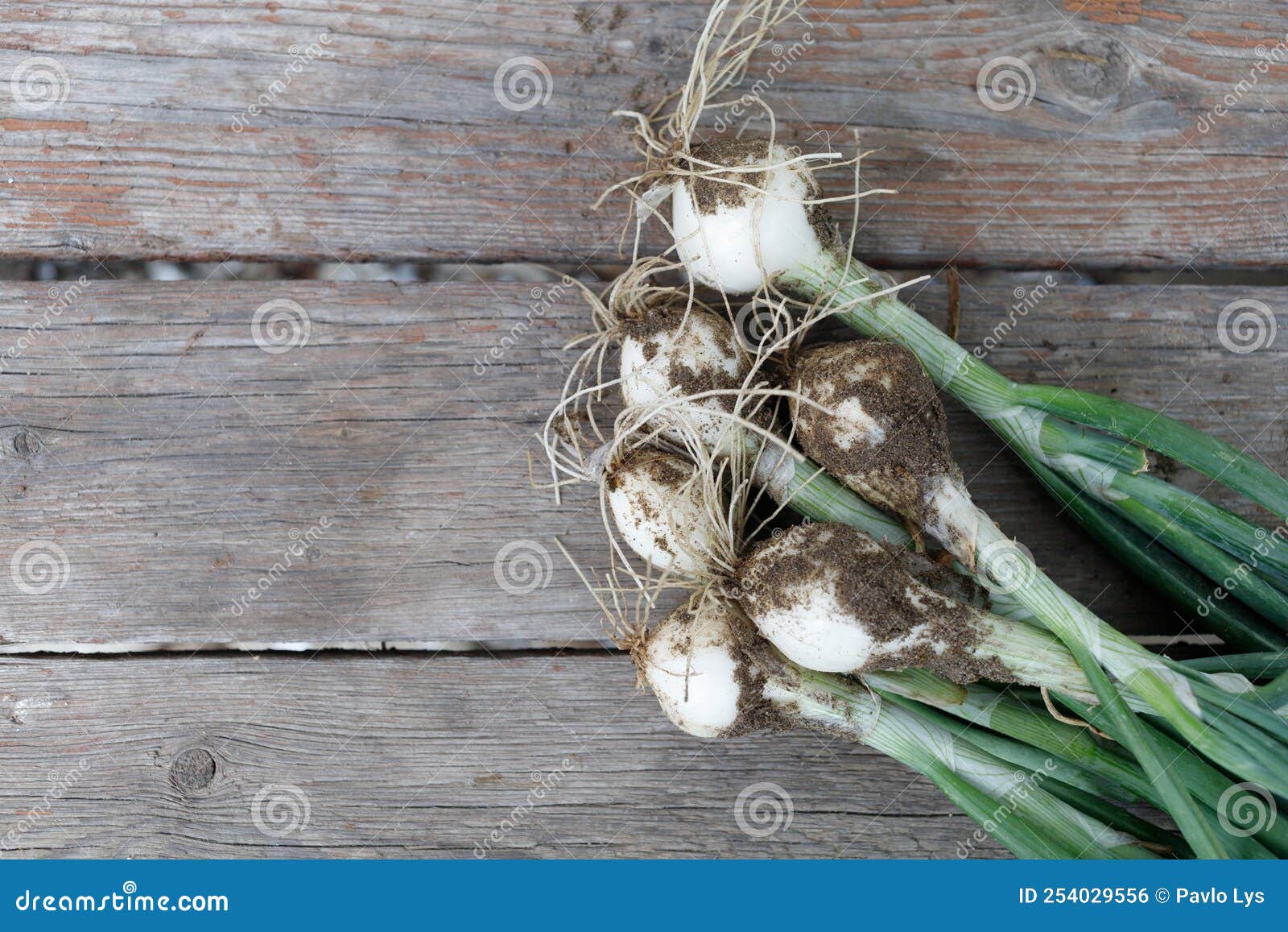 Green Onion. Onion Harvest Closeup Stock Photo Image of background, farmer 254029556