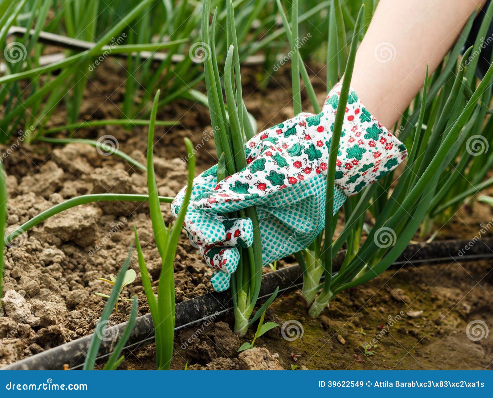 Green onion Harvest stock image. Image of hothouse, agriculture 39622549