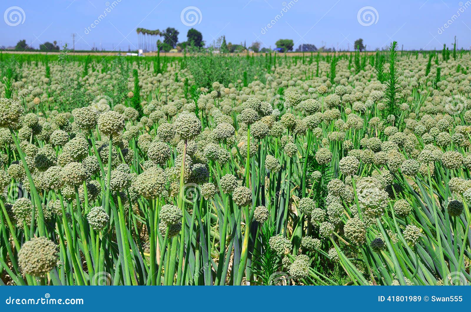 Green onion seeds. stock image. Image of onion, ground 41801989