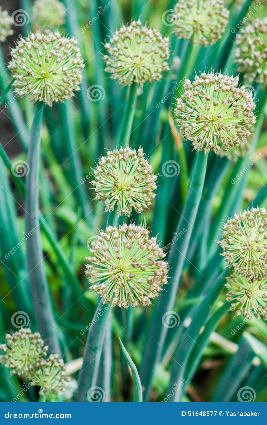 Green onion sprouts stock image. Image of outdoor, food 51648577