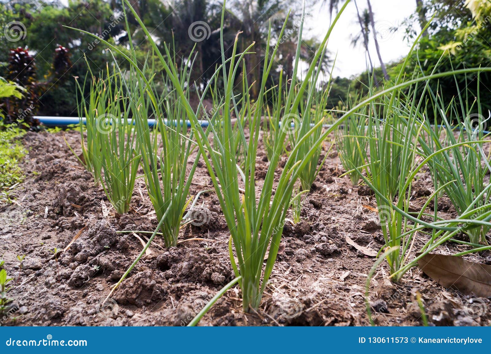The Green Onion Trees Are Growing In Soil. Stock Image