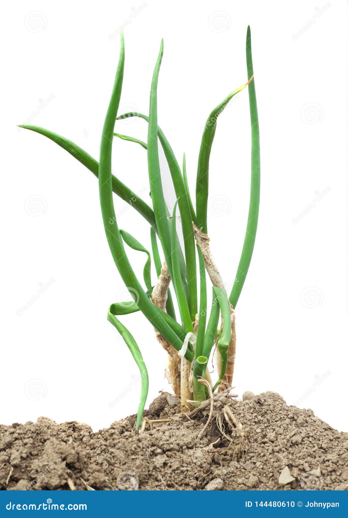 Green Onion Vegetable Sprout Isolated Stock Photo Image of growing