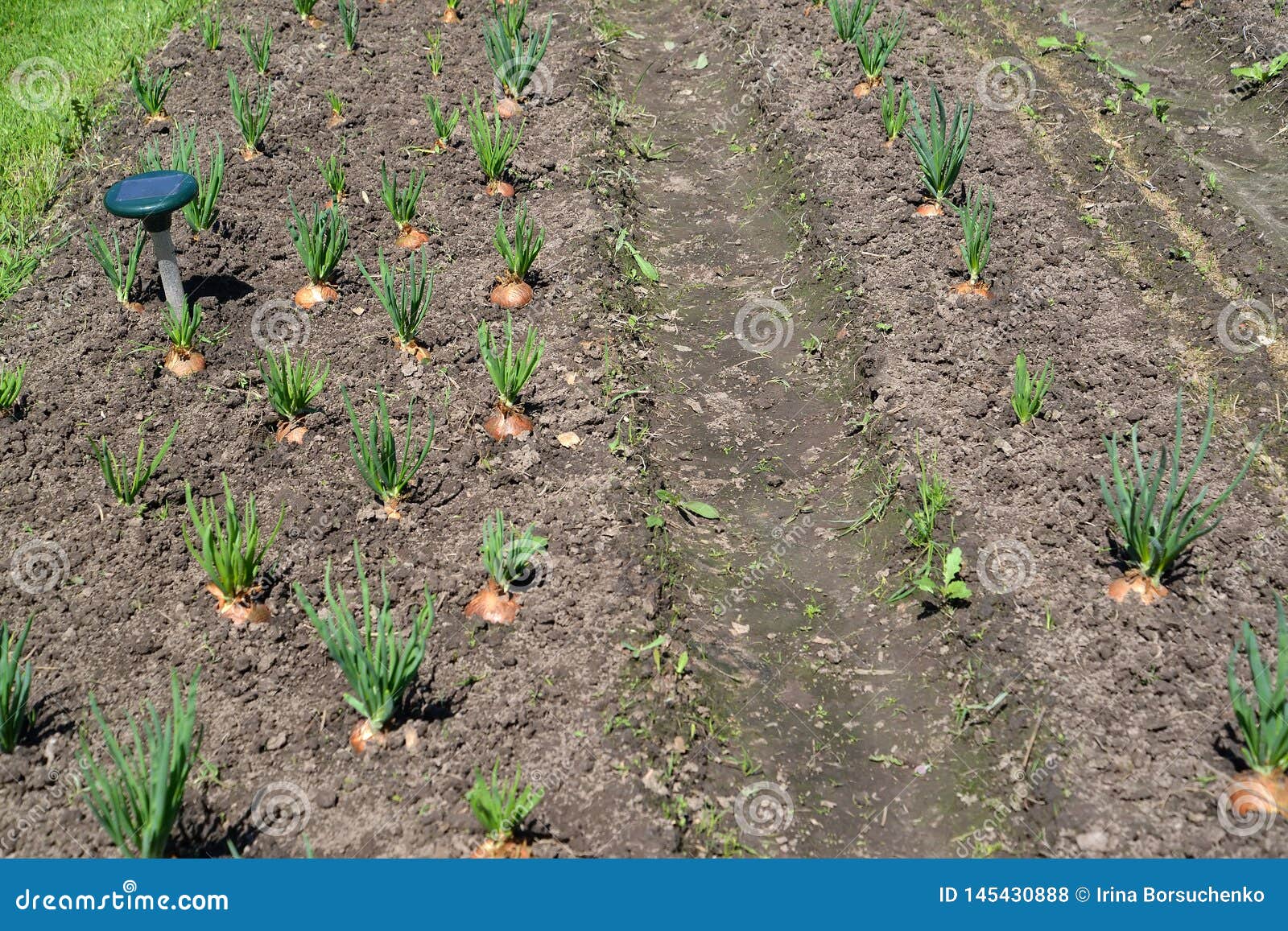 The Green Onions Grow in a Kitchen Garden Stock Photo Image of country, pest 145430888