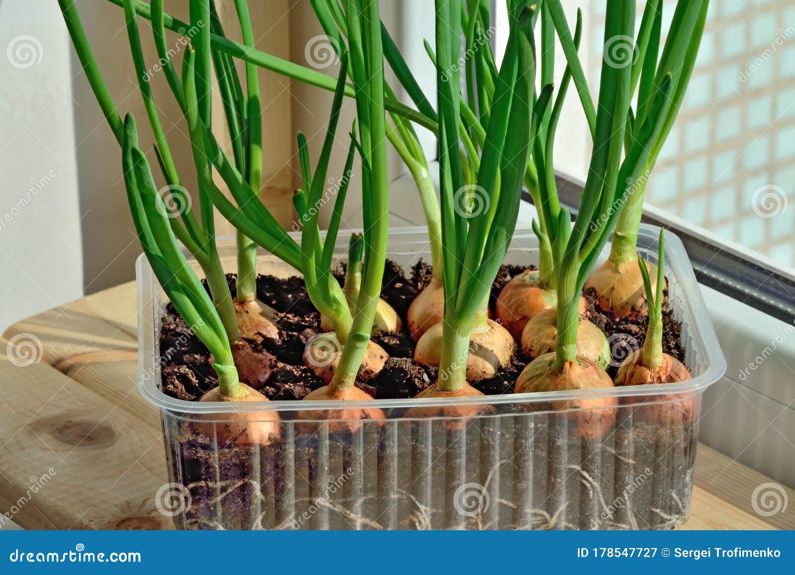 Green Onions Grow on the Windowsill Closeup Stock Image Image of