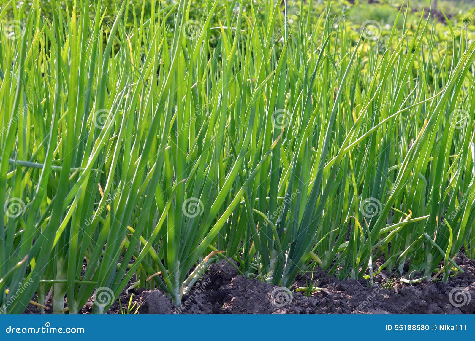 Green Onions Growing in Garden Stock Photo Image of compost, onions