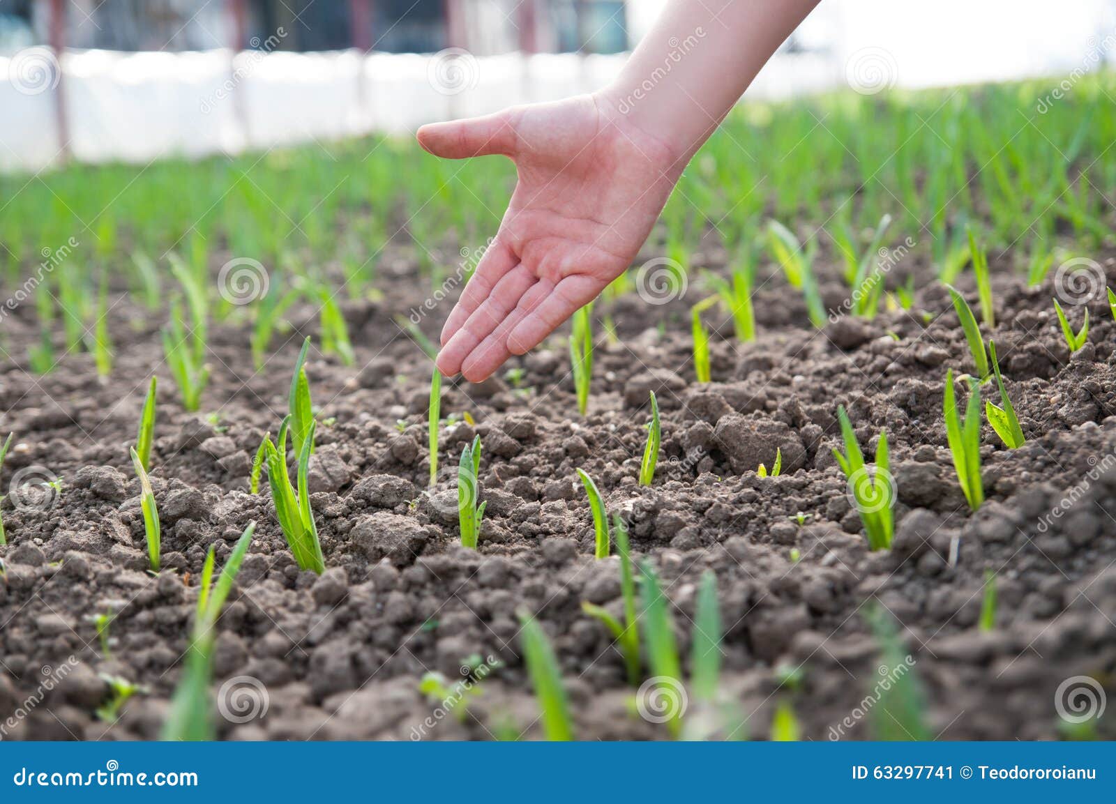 Green onions sprouts stock image. Image of farm, vegetables 63297741