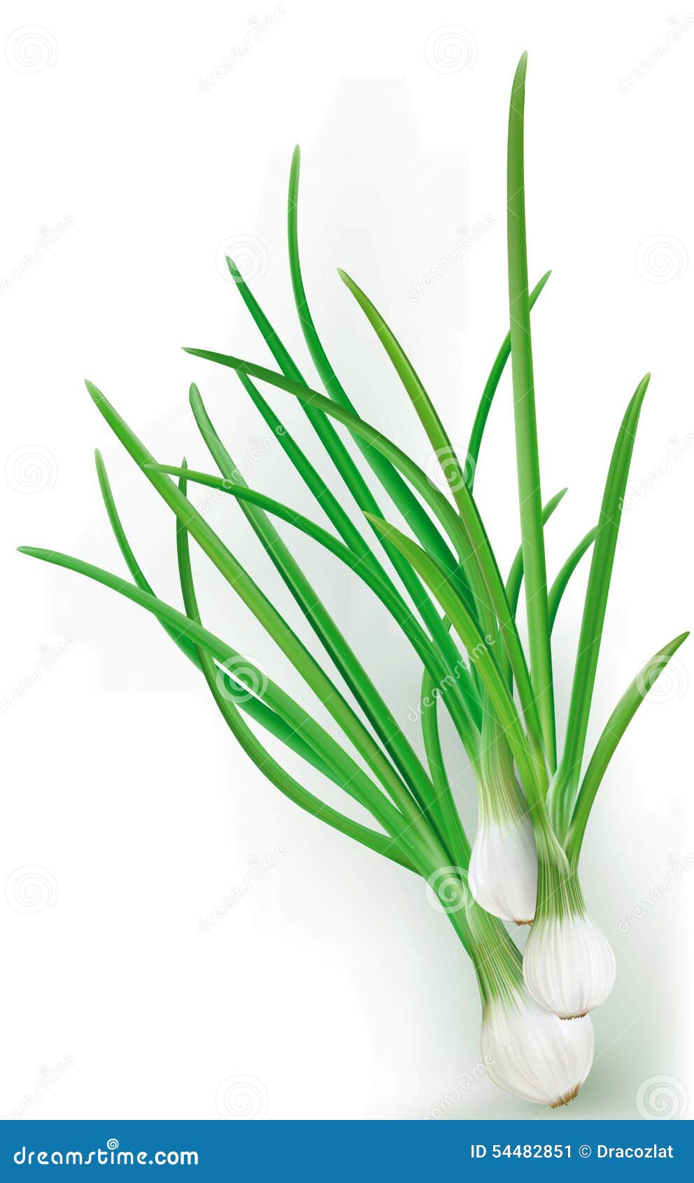 Green onions stock vector. Illustration of ripe, herbs 54482851
