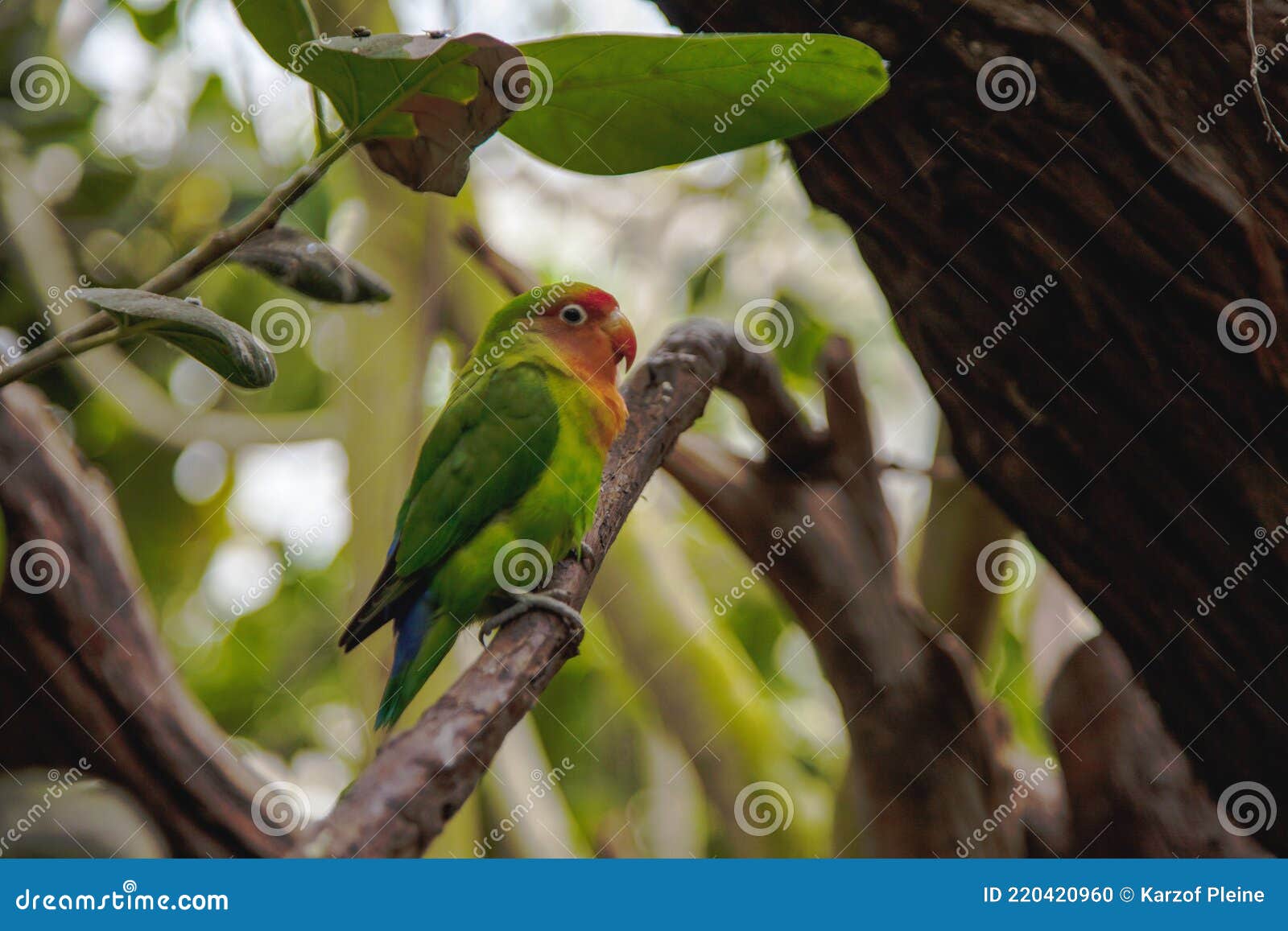 Green and Orange Budgie on Branch Stock Photo Image of animals, branch 220420960