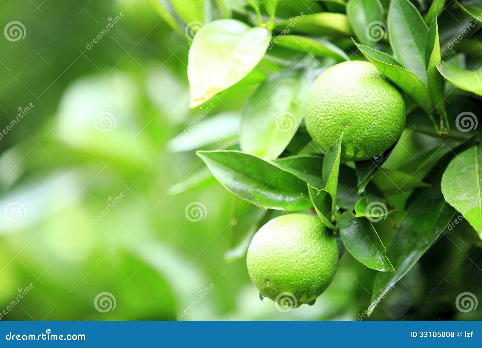 Green Orange Fruit Royalty Free Stock Photos Image 33105008