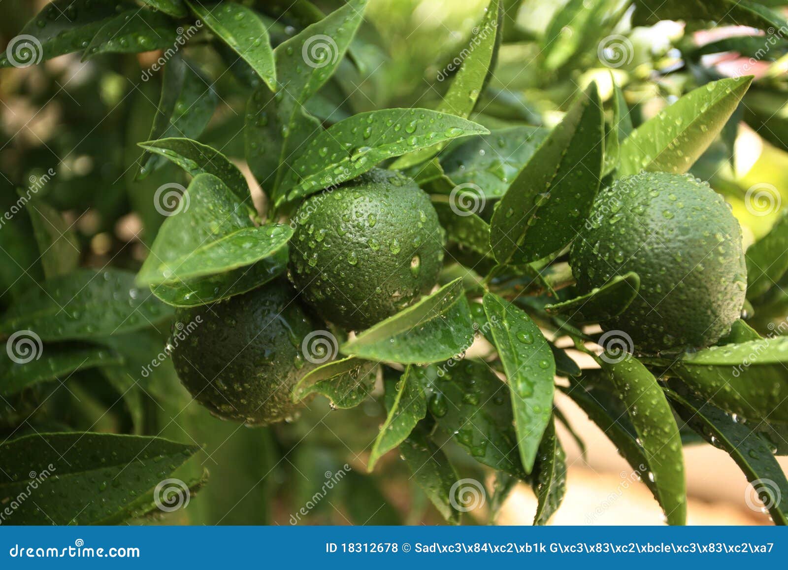 Green Oranges stock photo. Image of harvest, agriculture 18312678
