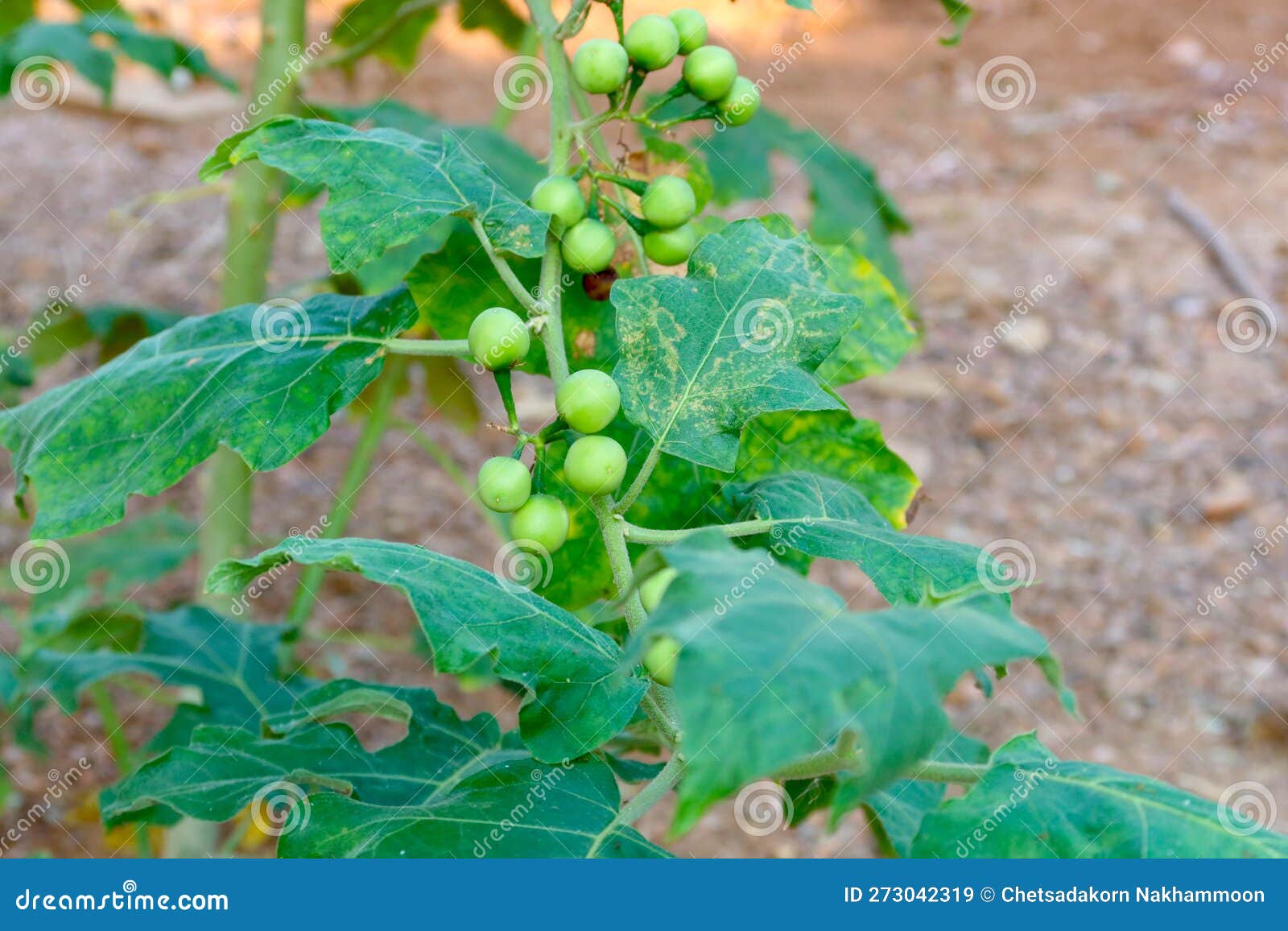 Green Organic Berry Eggplant on Branch Stock Image Image of harvest