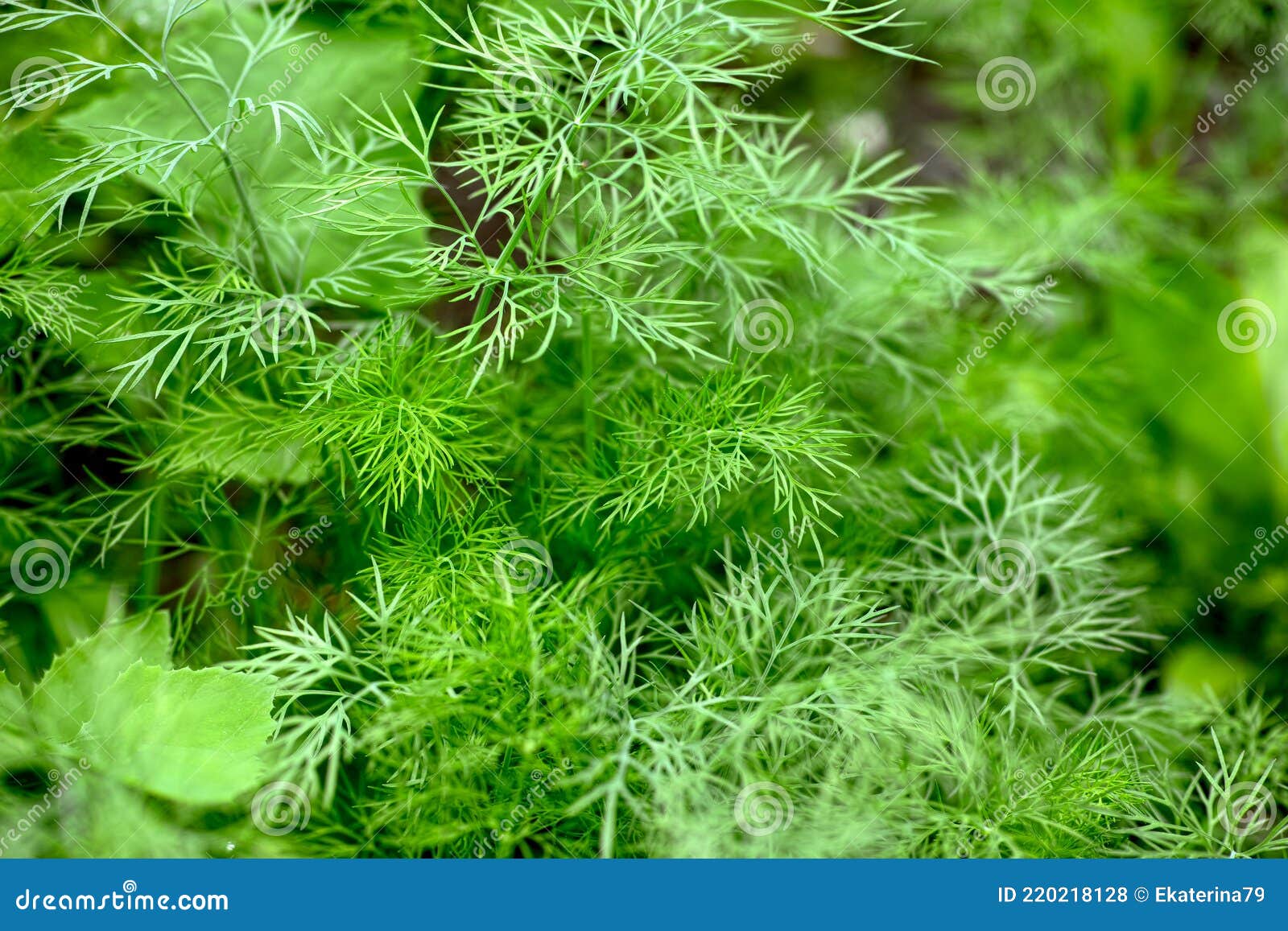 Green Organic Dill Growing Outdoors Stock Photo Image of green, outdoors 220218128