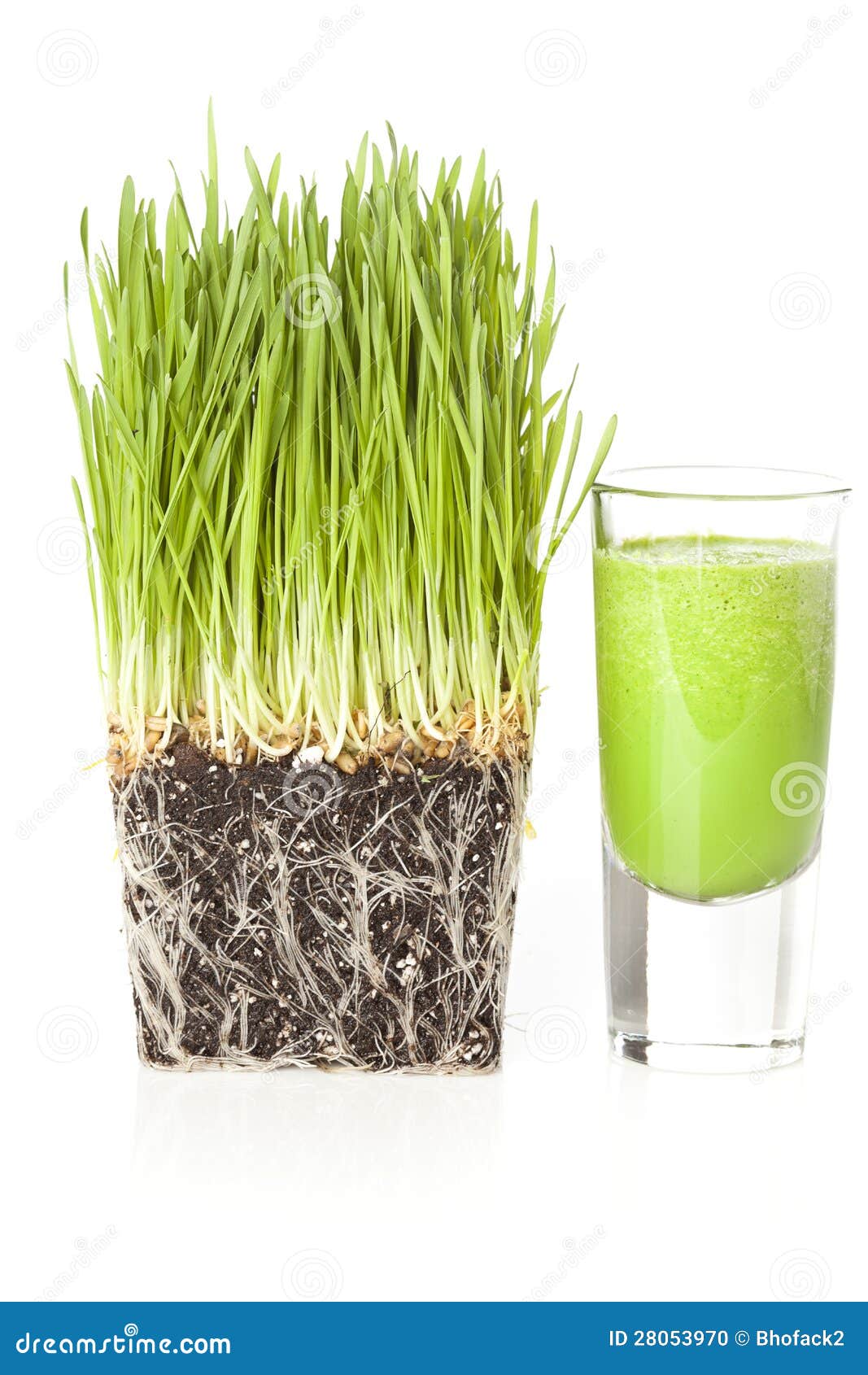 Green Organic Wheat Grass Shot Stock Photo Image of grass